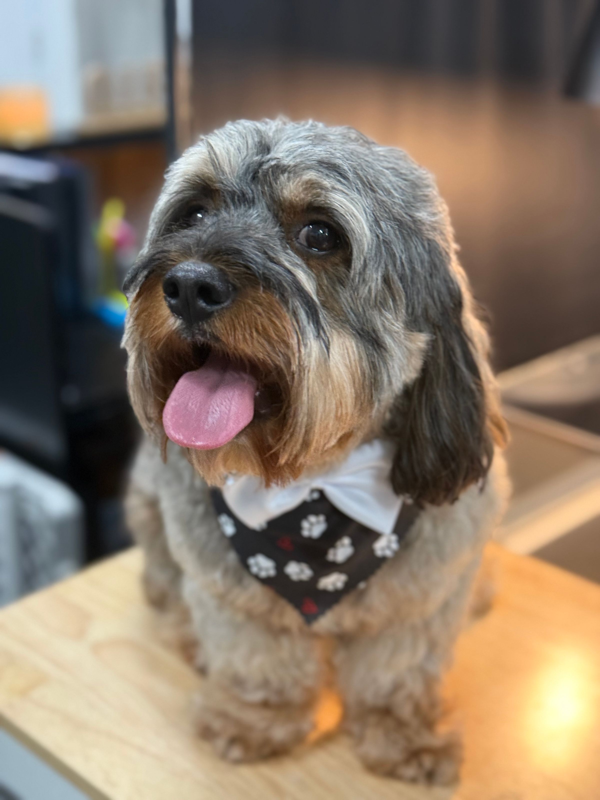 The BED & BISCUIT dog spa's image