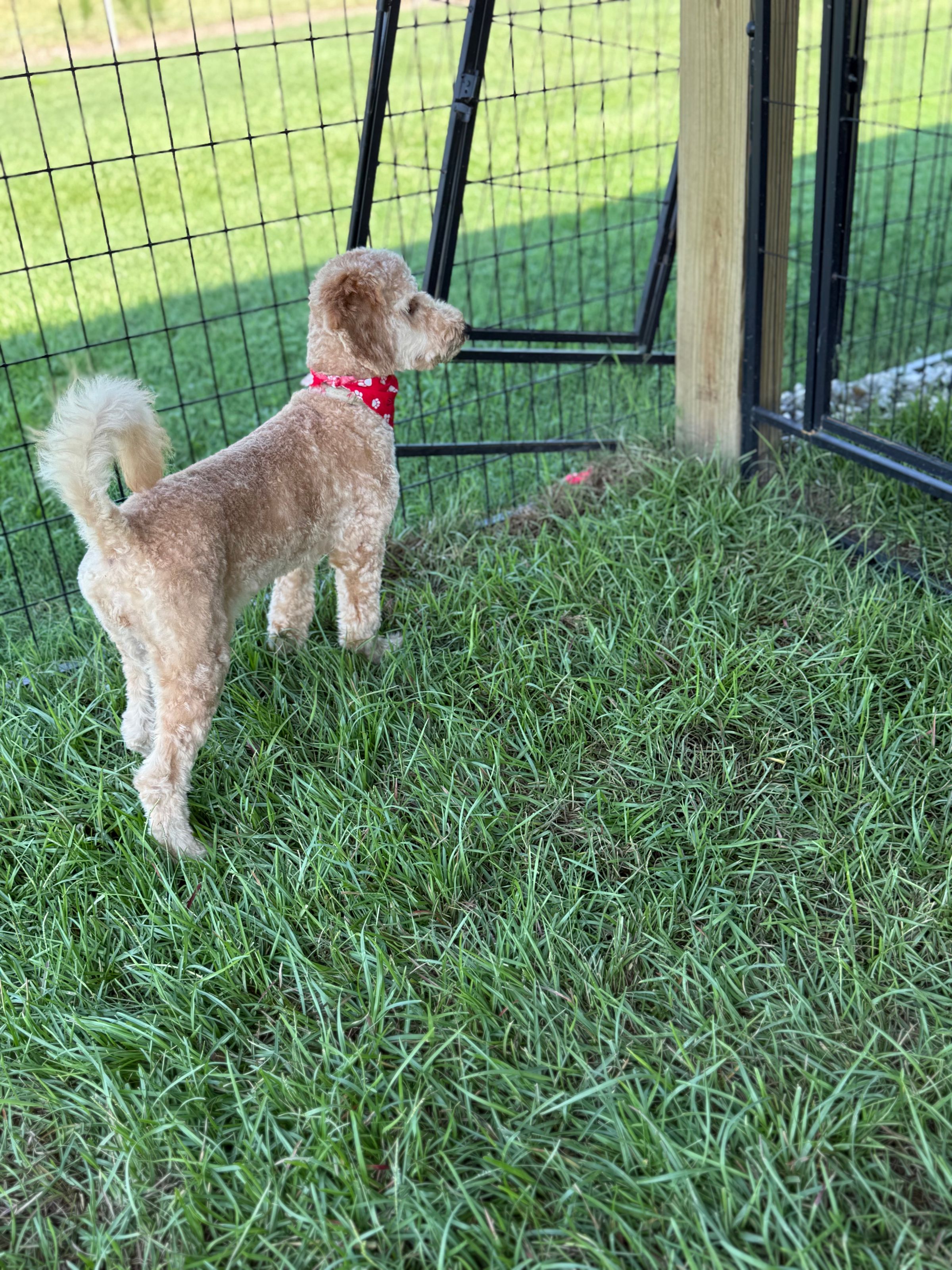 The BED & BISCUIT dog spa's image