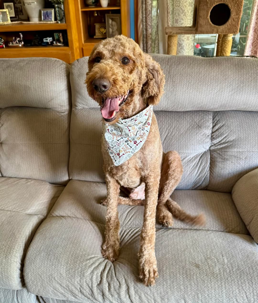 The BED & BISCUIT dog spa's image