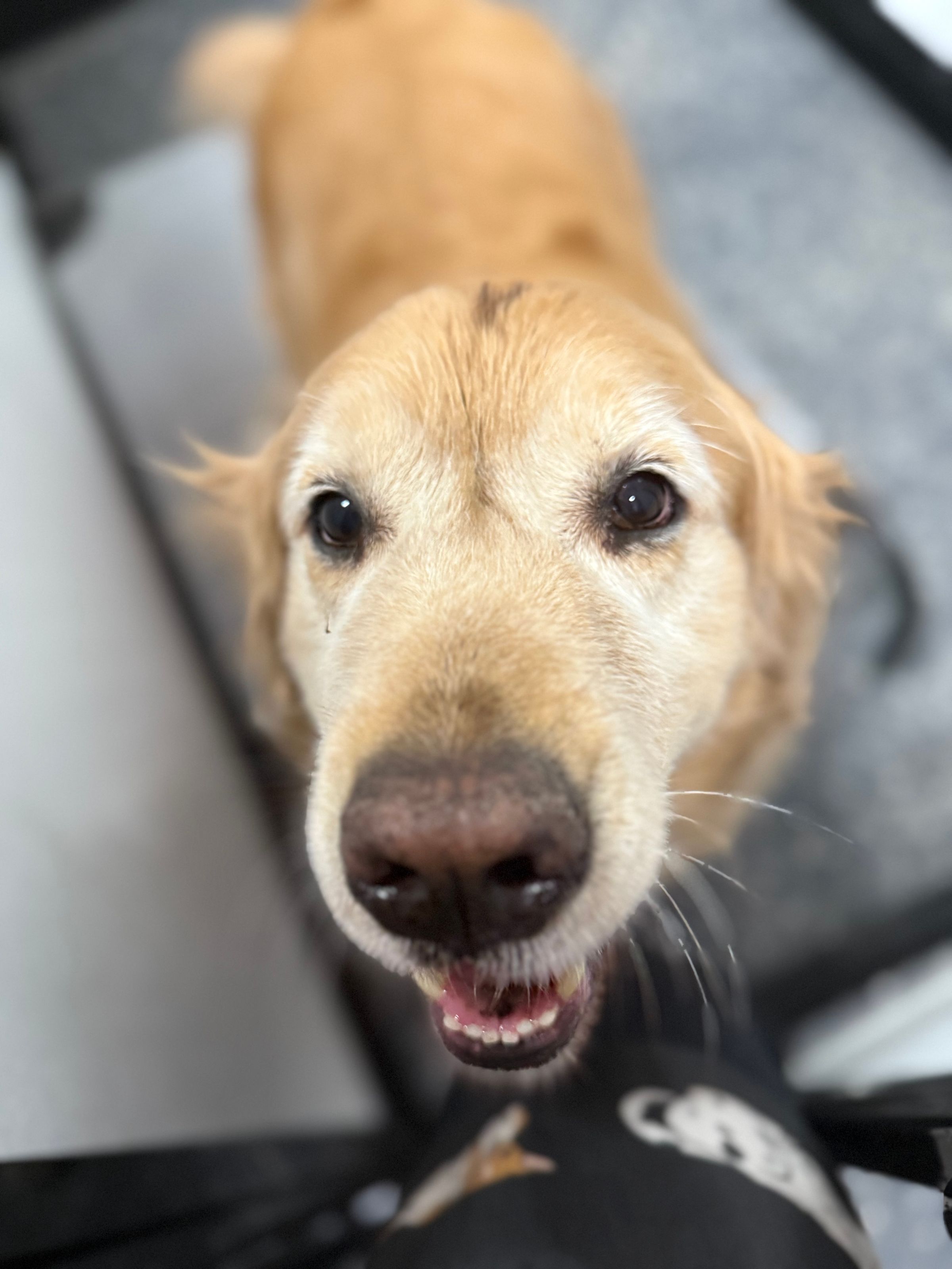 The BED & BISCUIT dog spa's image