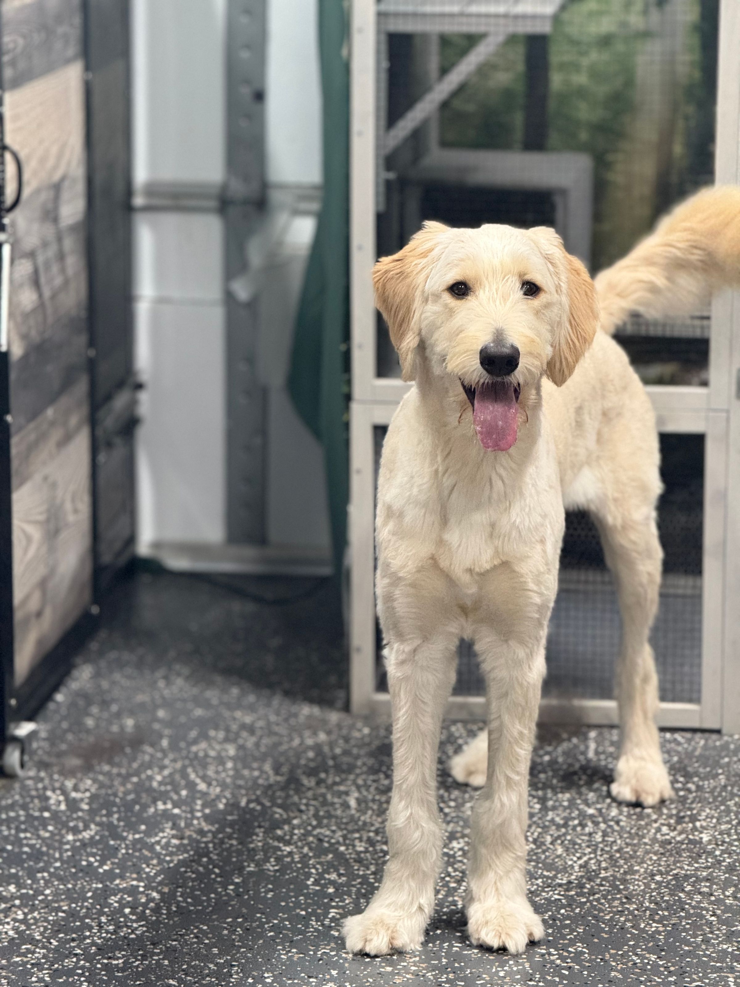 The BED & BISCUIT dog spa's image