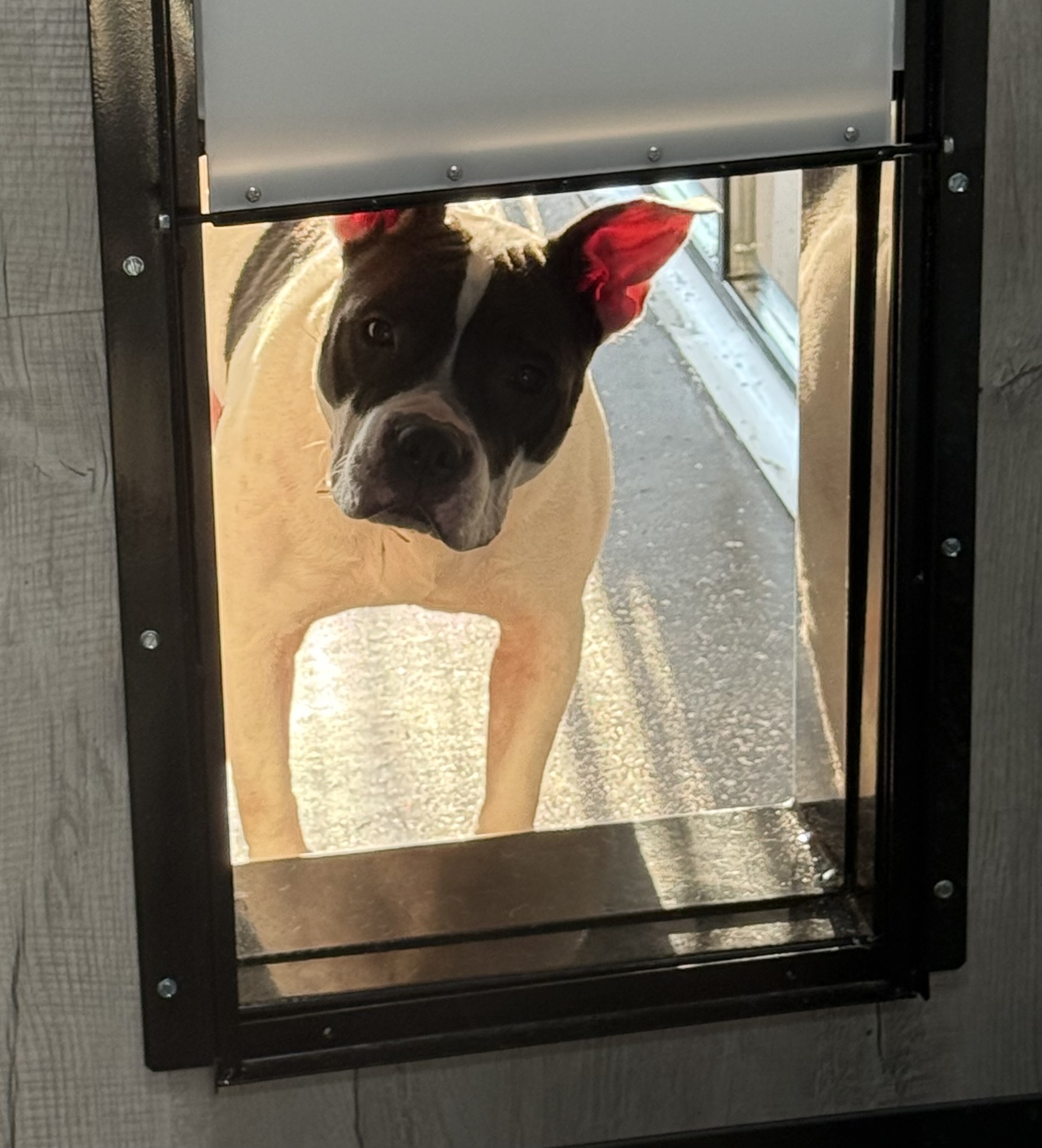 The BED & BISCUIT dog spa's image