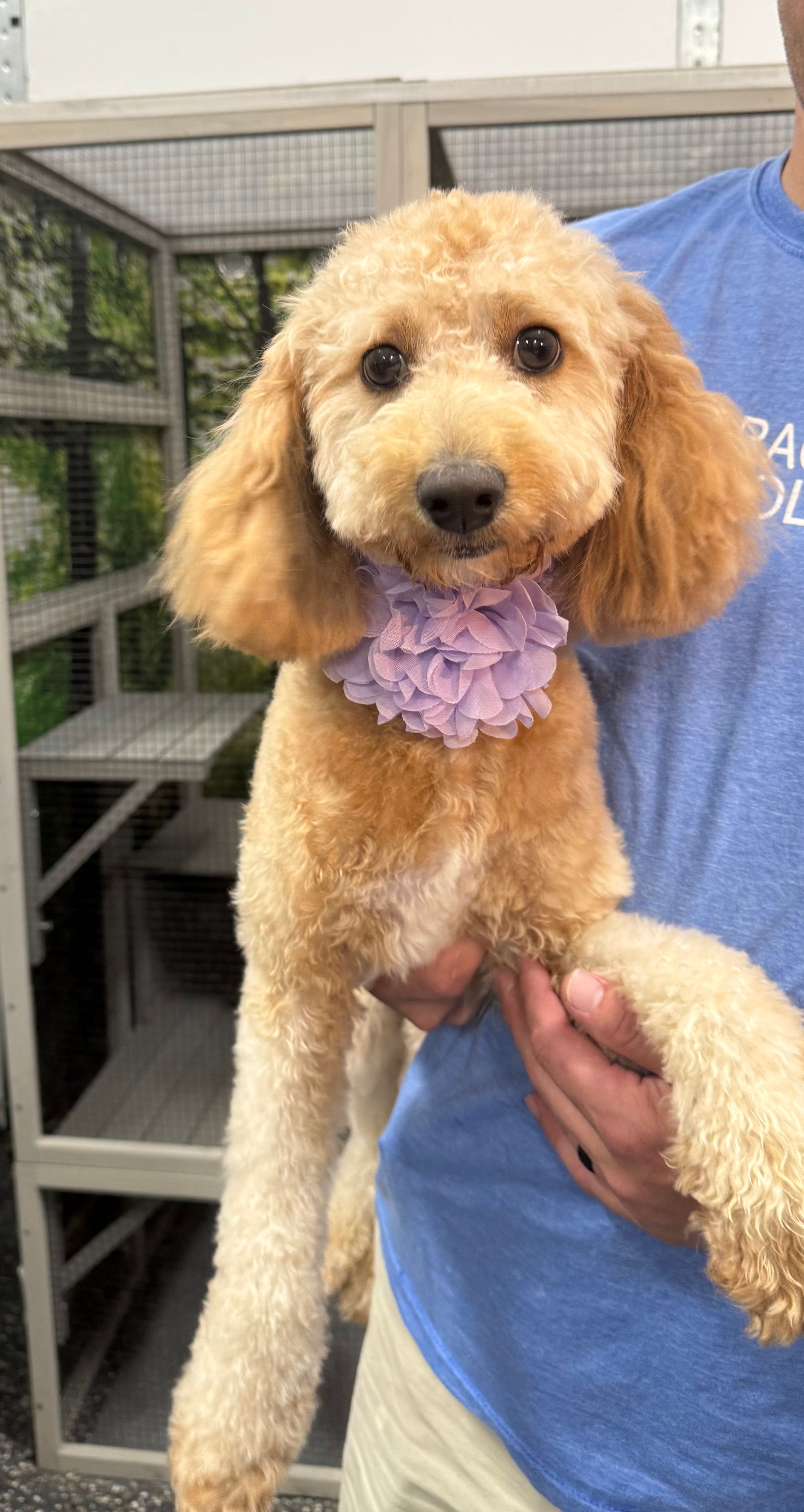 The BED & BISCUIT dog spa's image