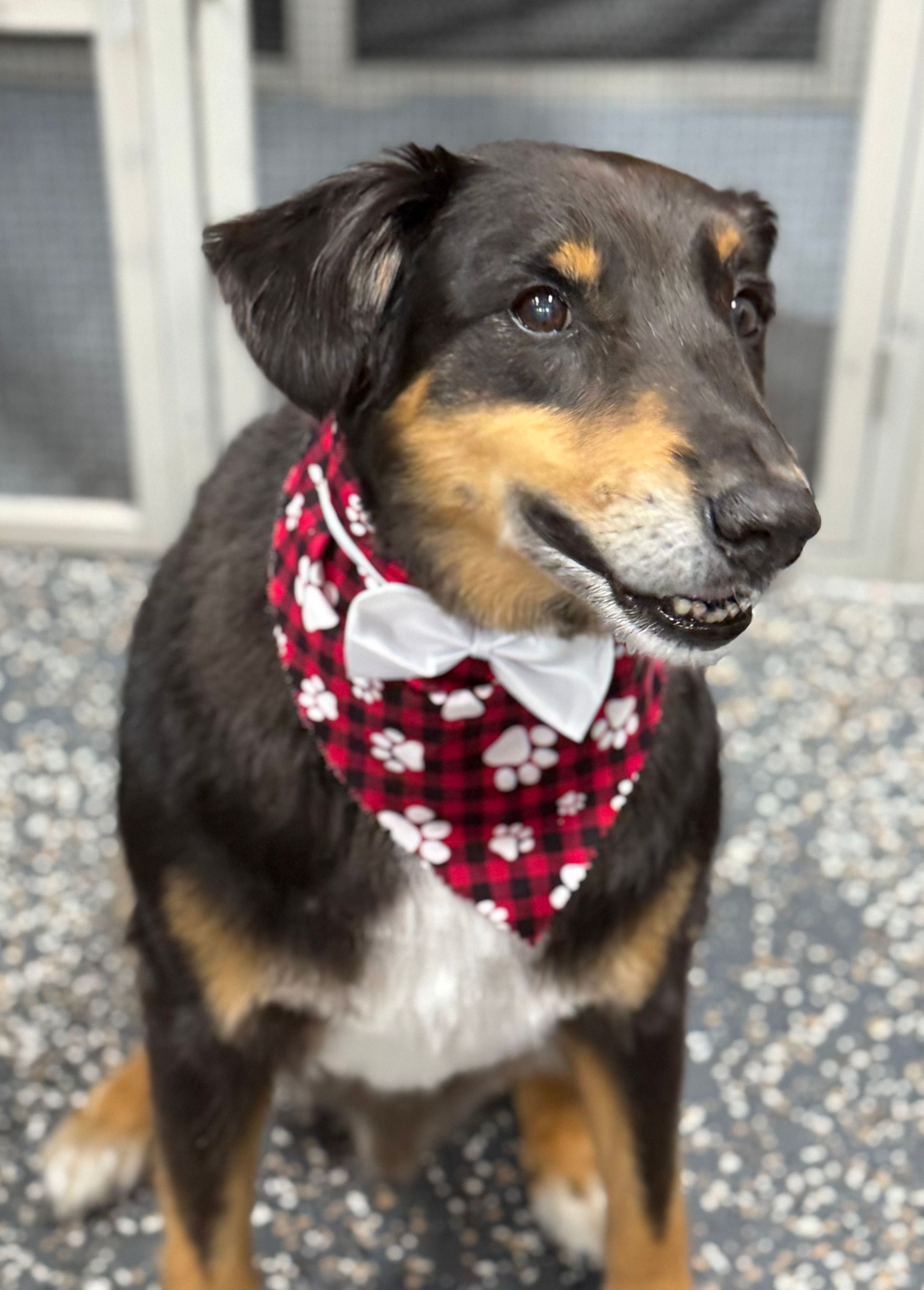 The BED & BISCUIT dog spa's image
