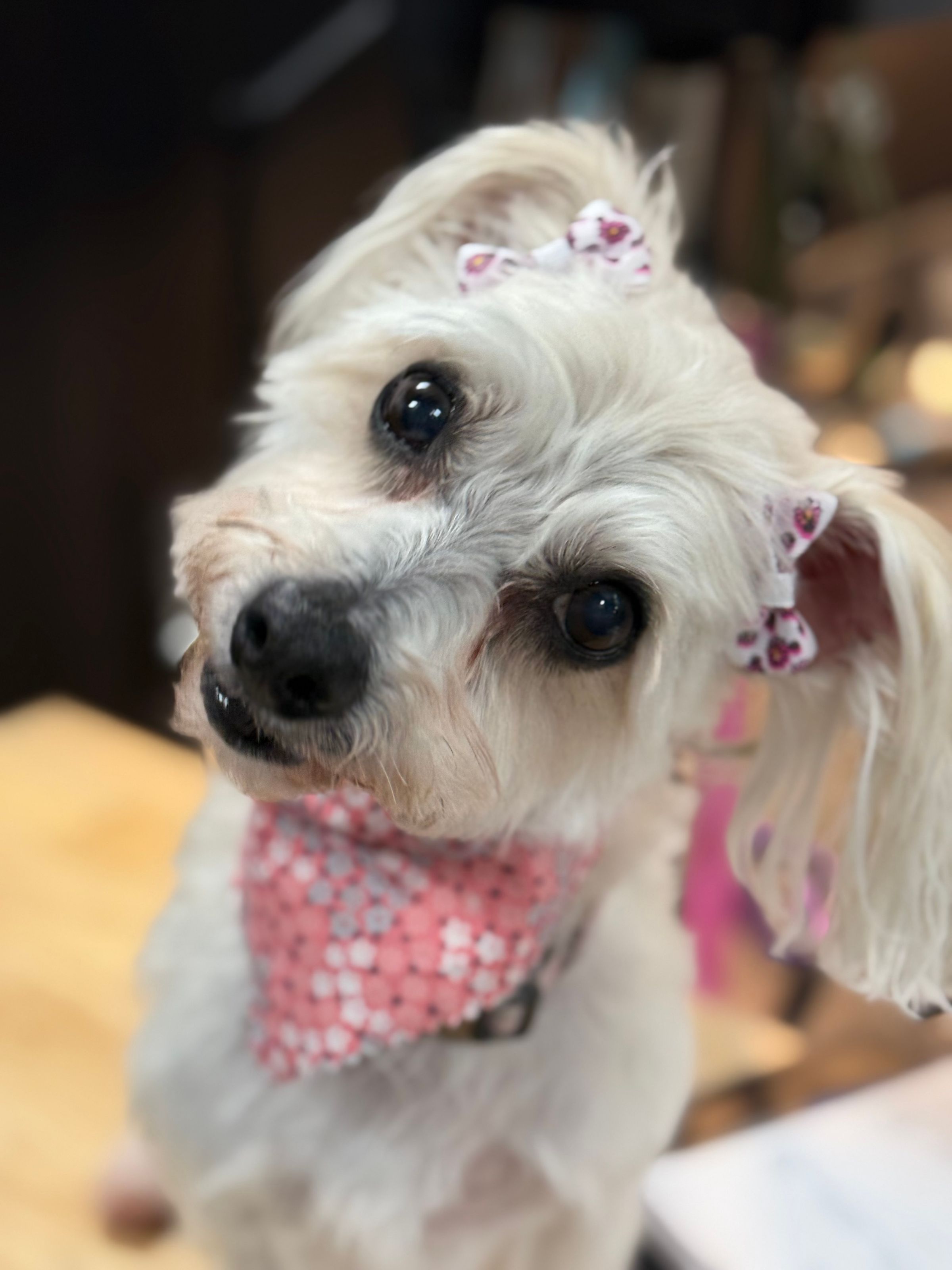 The BED & BISCUIT dog spa's image