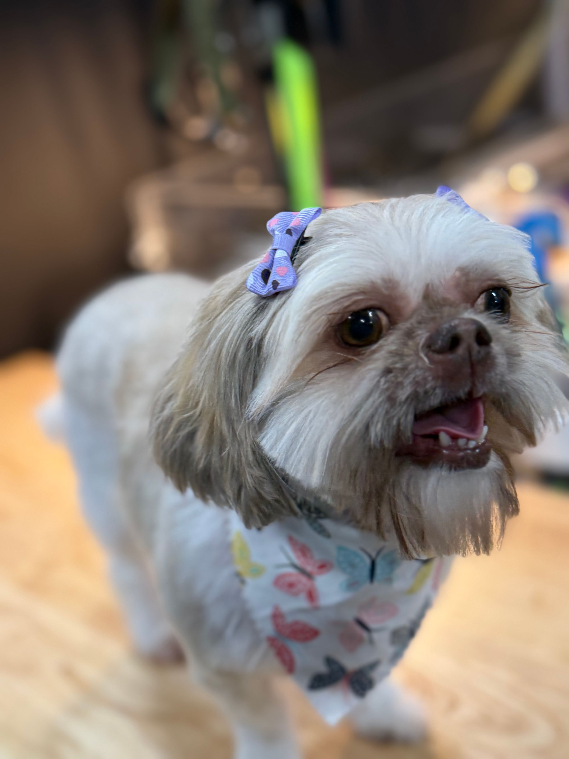 The BED & BISCUIT dog spa's image