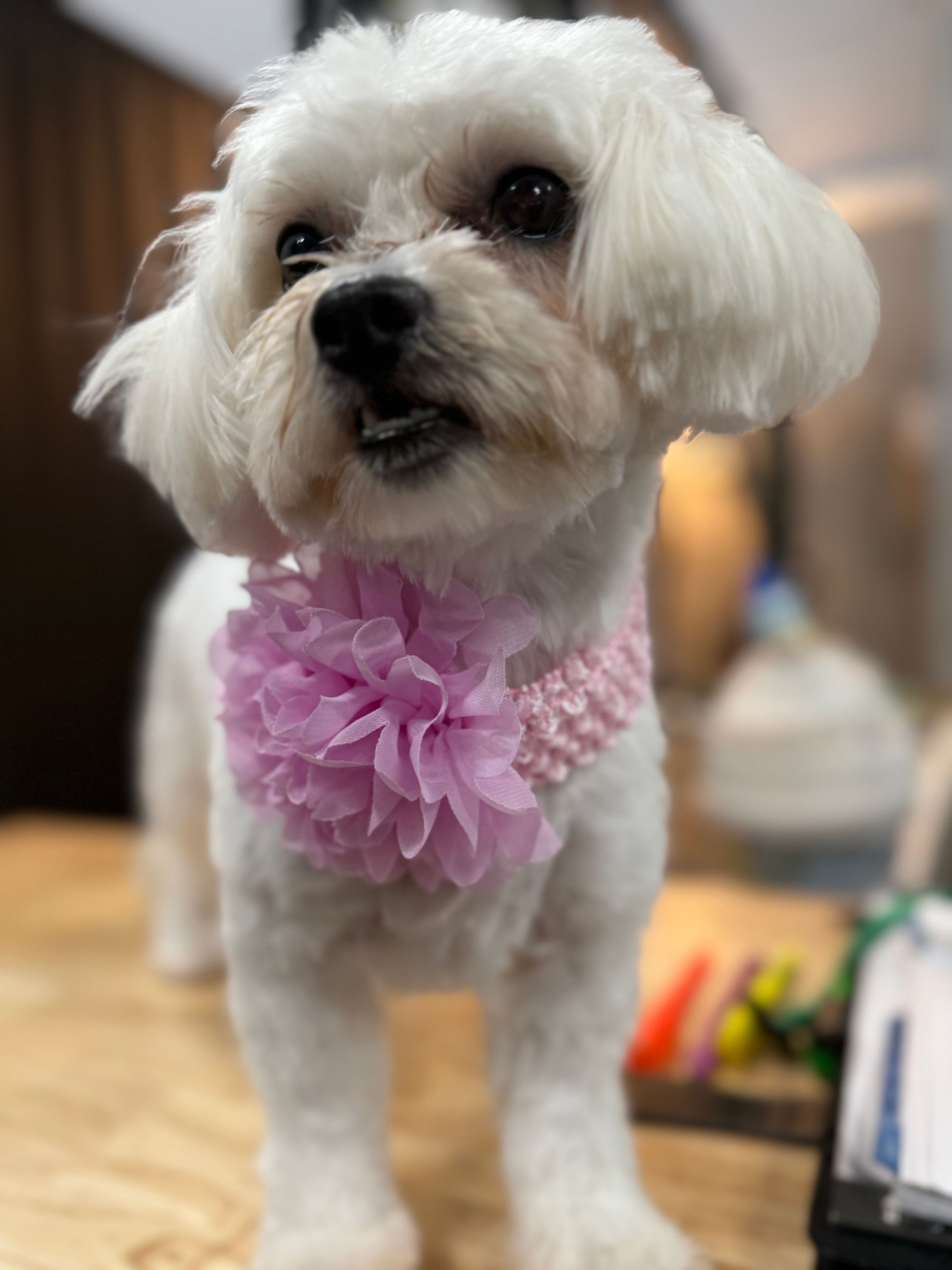 The BED & BISCUIT dog spa's image
