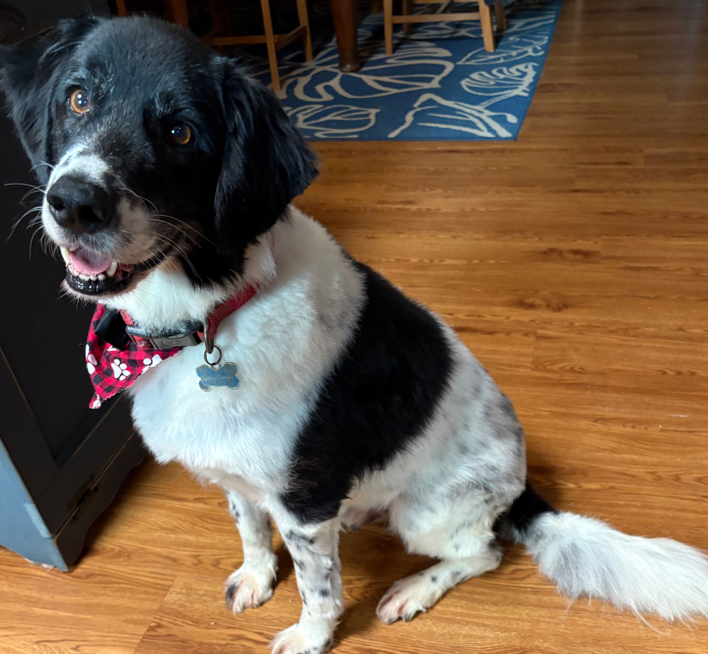 The BED & BISCUIT dog spa's image