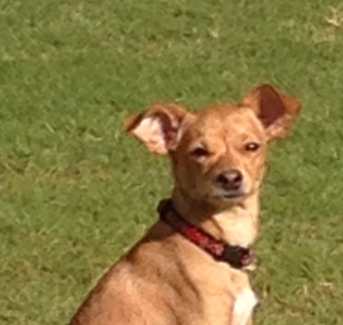 Lord Ronaldo Consultants & Photography 's image