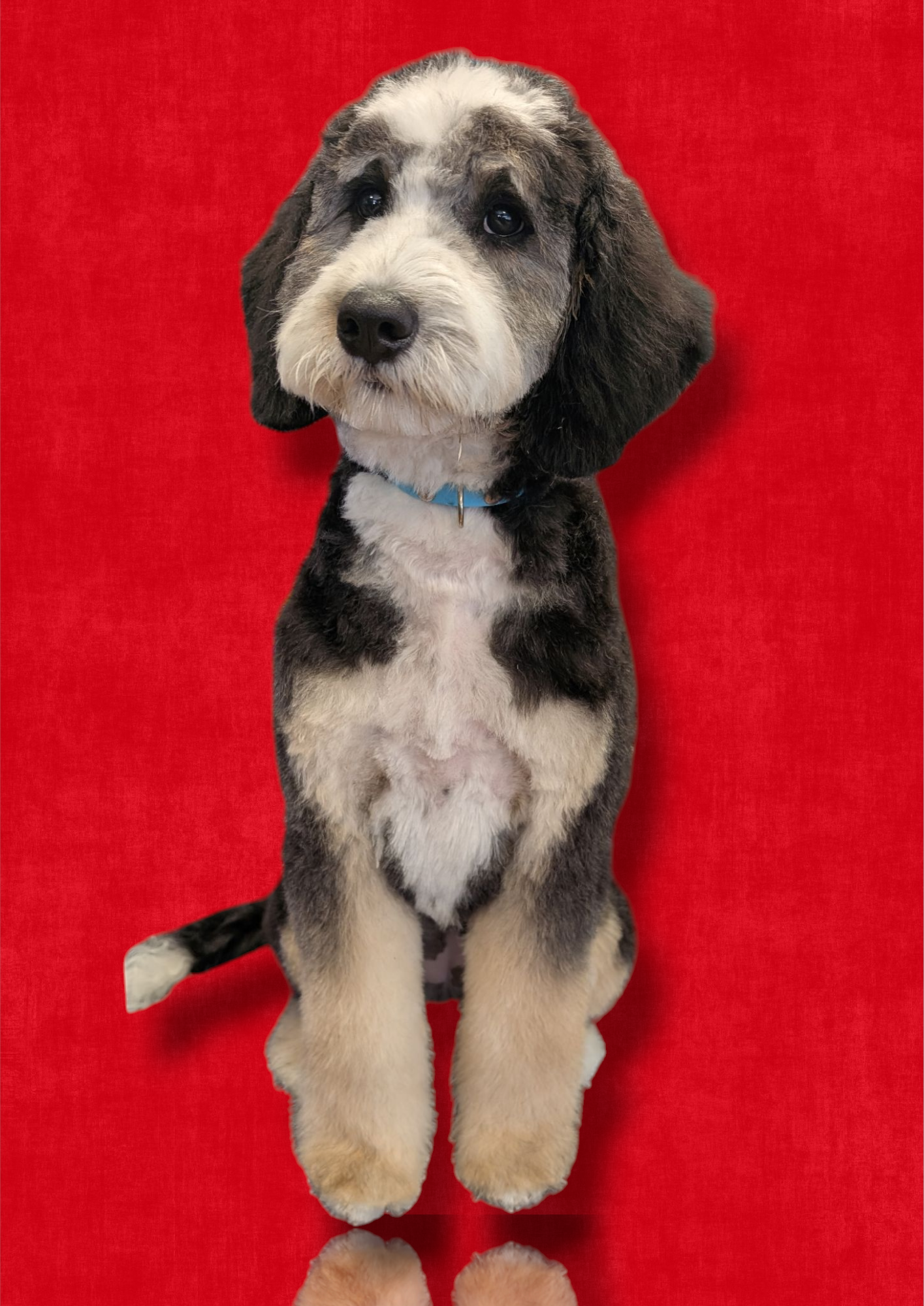 Paw Stars Grooming 's image