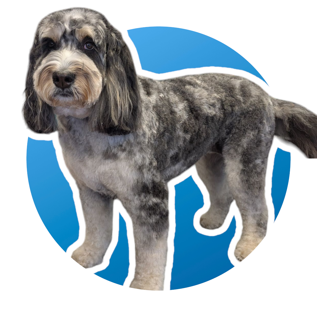 Paw Stars Grooming 's image