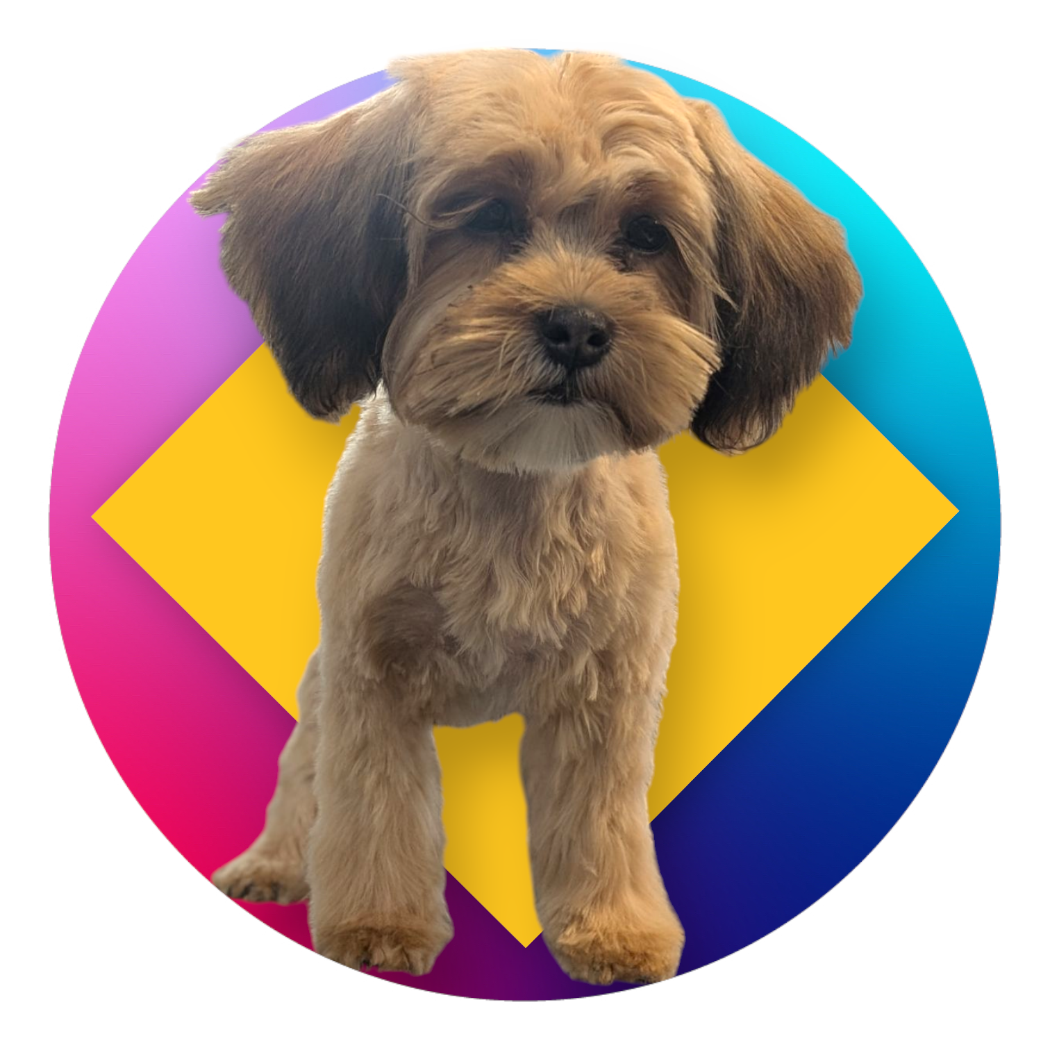 Paw Stars Grooming 's image