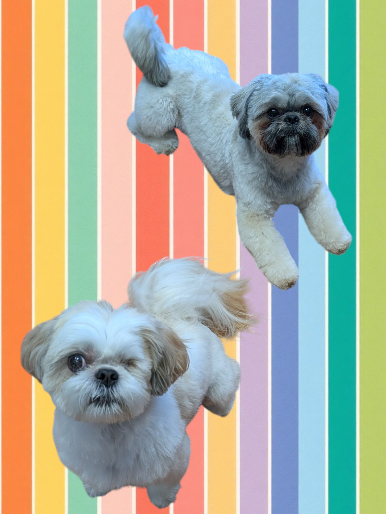 Paw Stars Grooming 's image
