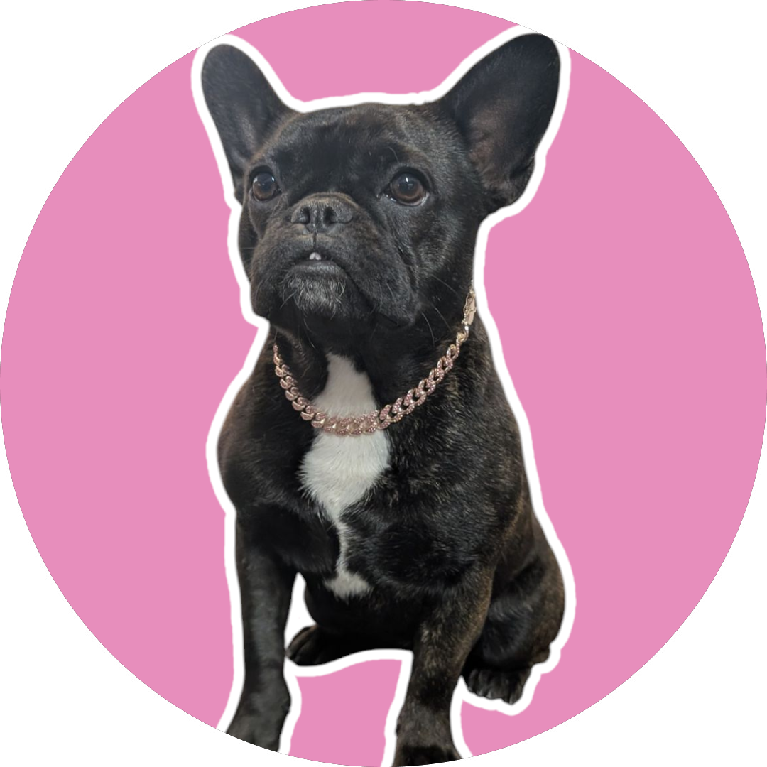 Paw Stars Grooming 's image