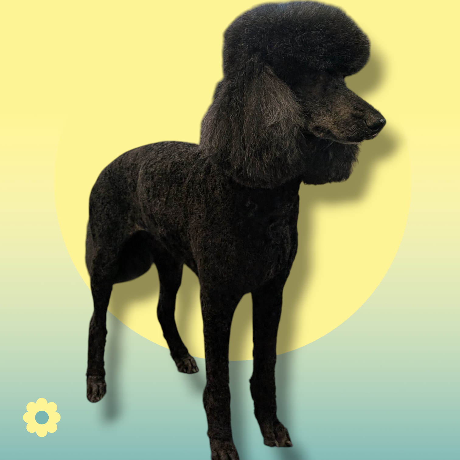 Paw Stars Grooming 's image