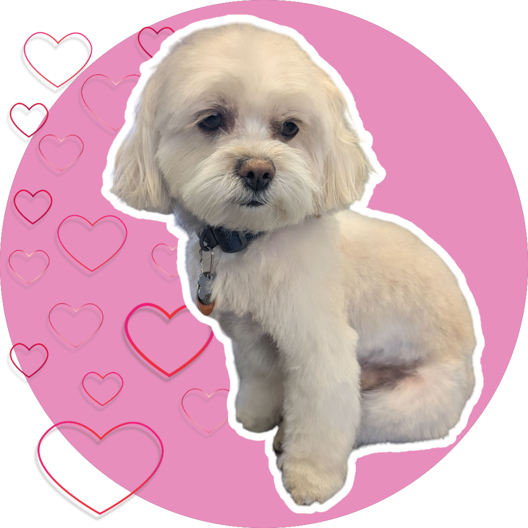 Paw Stars Grooming 's image