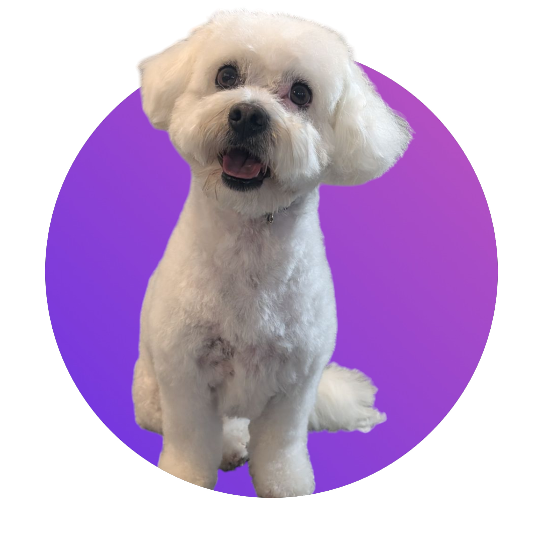 Paw Stars Grooming 's image