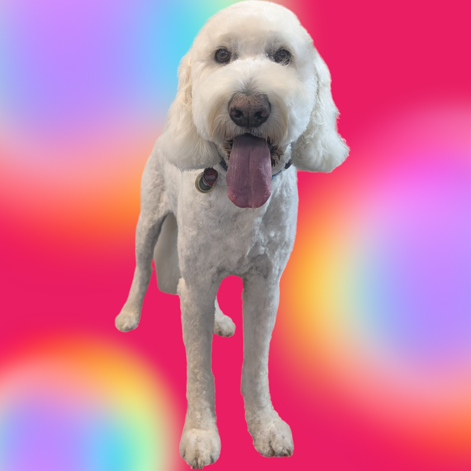 Paw Stars Grooming 's image