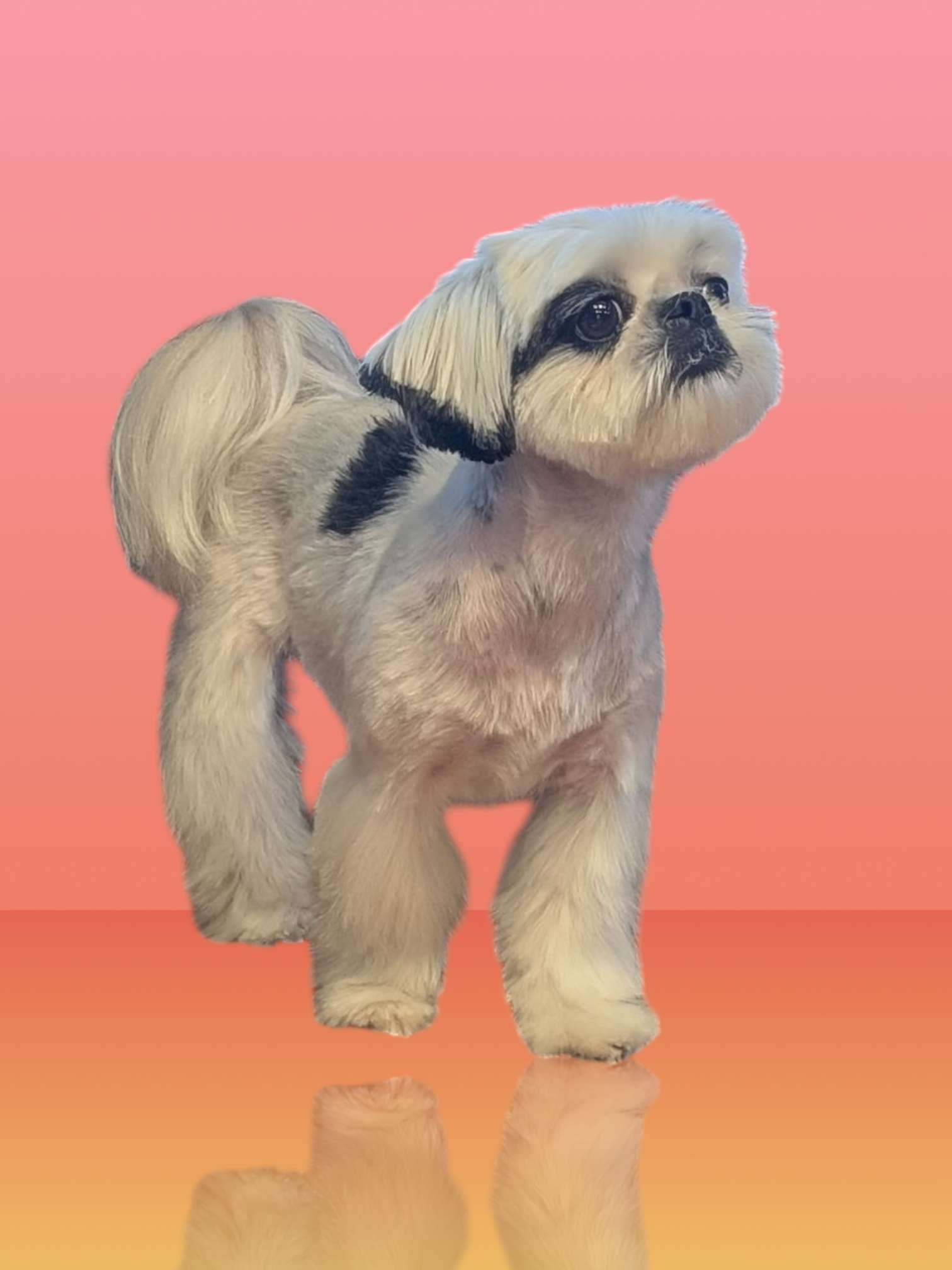 Paw Stars Grooming 's image