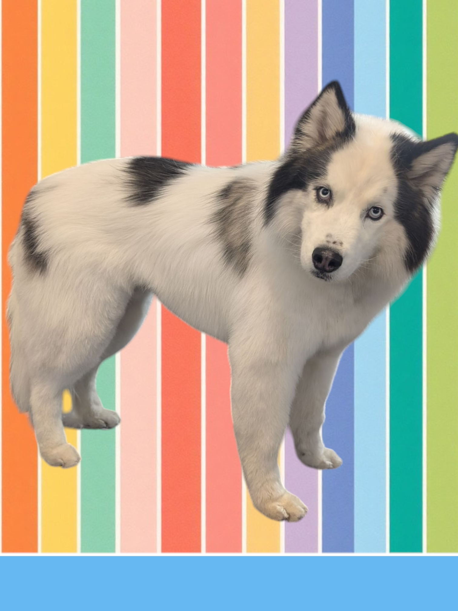 Paw Stars Grooming 's image