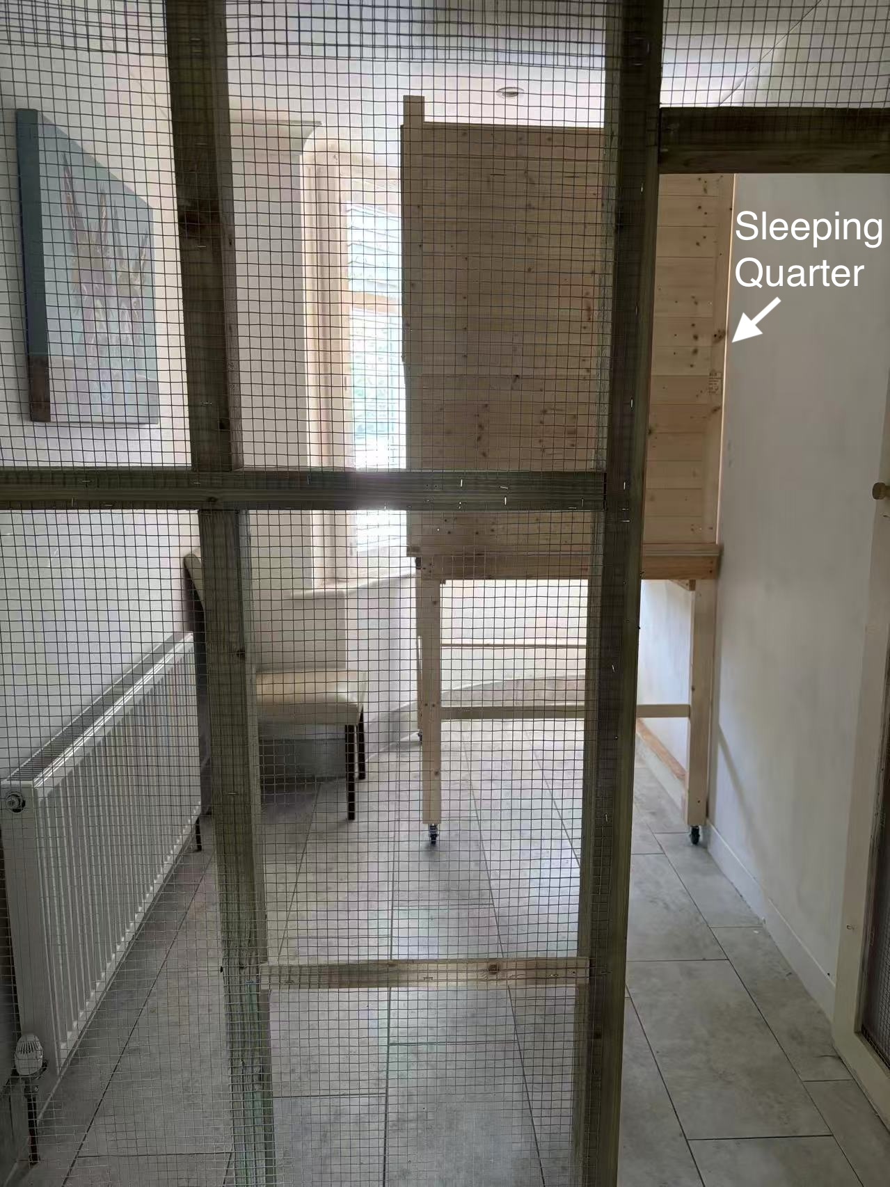 Maggie's Kitties's image