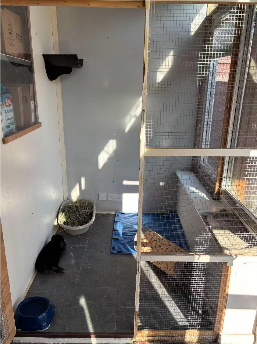 Maggie's Kitties's image