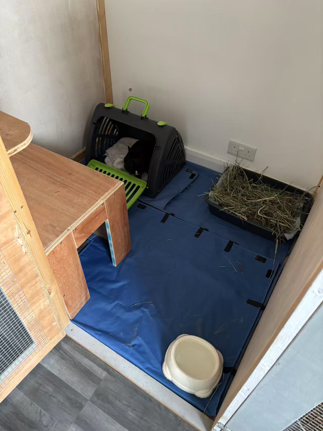 Maggie's Kitties's image