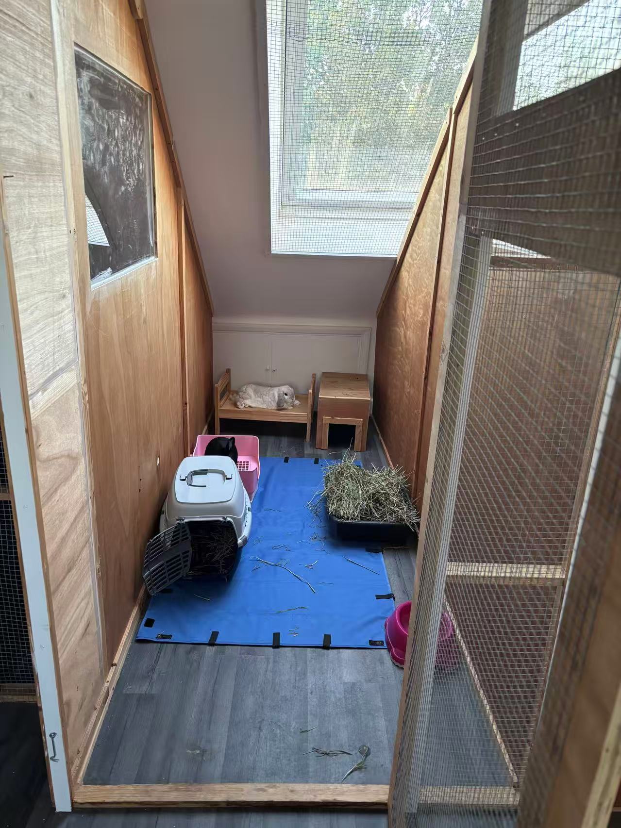 Maggie's Kitties's image