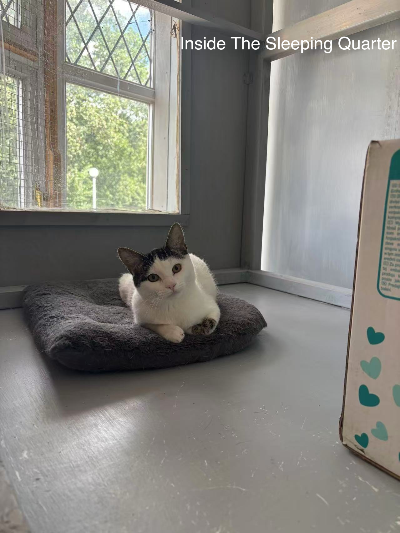 Maggie's Kitties's image