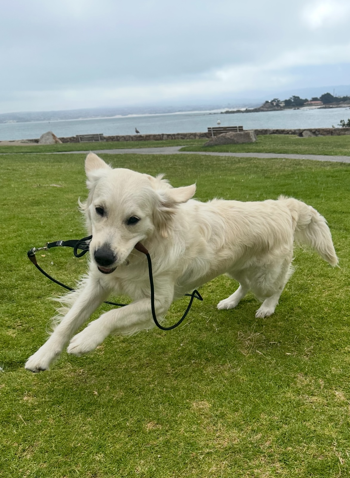 Peninsula Pack Dog Care's image