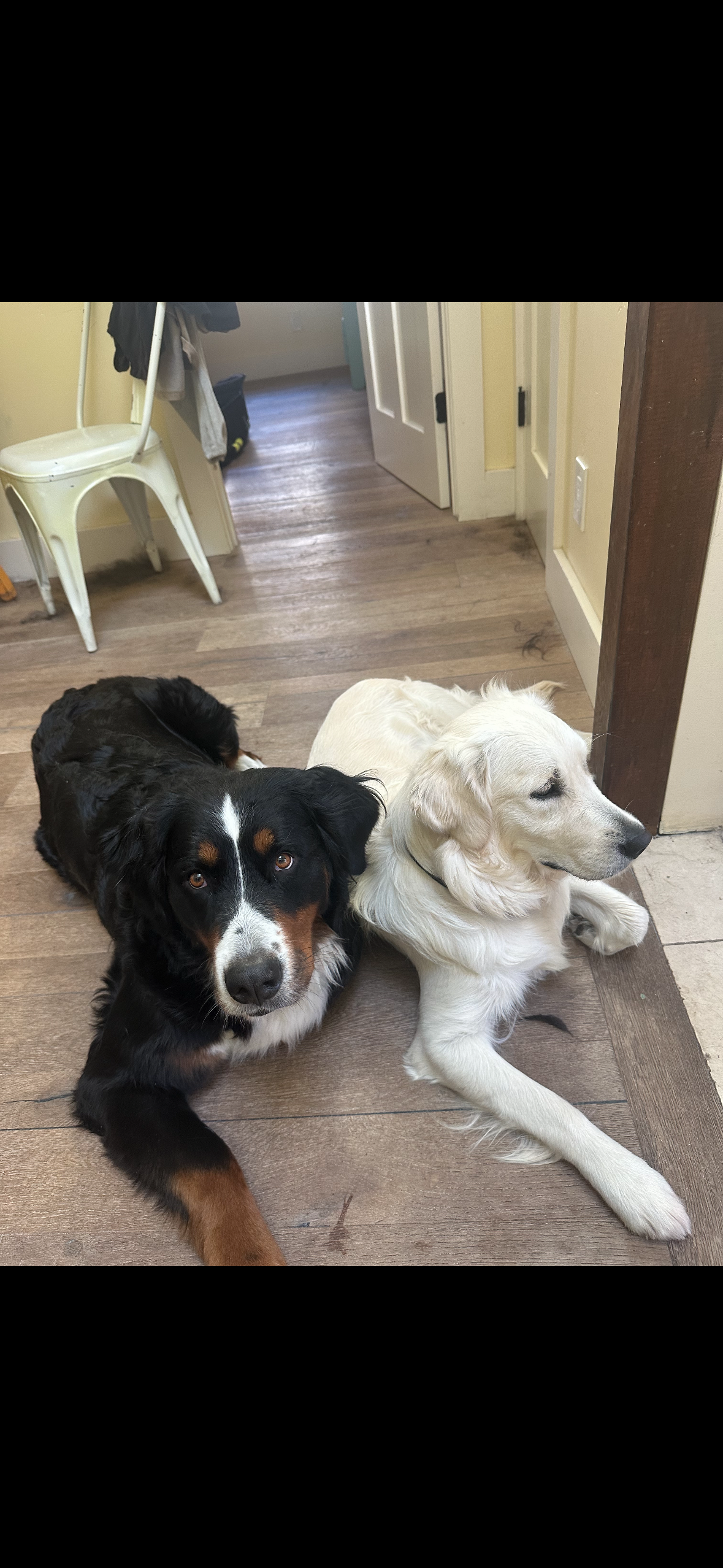 Peninsula Pack Dog Care's image