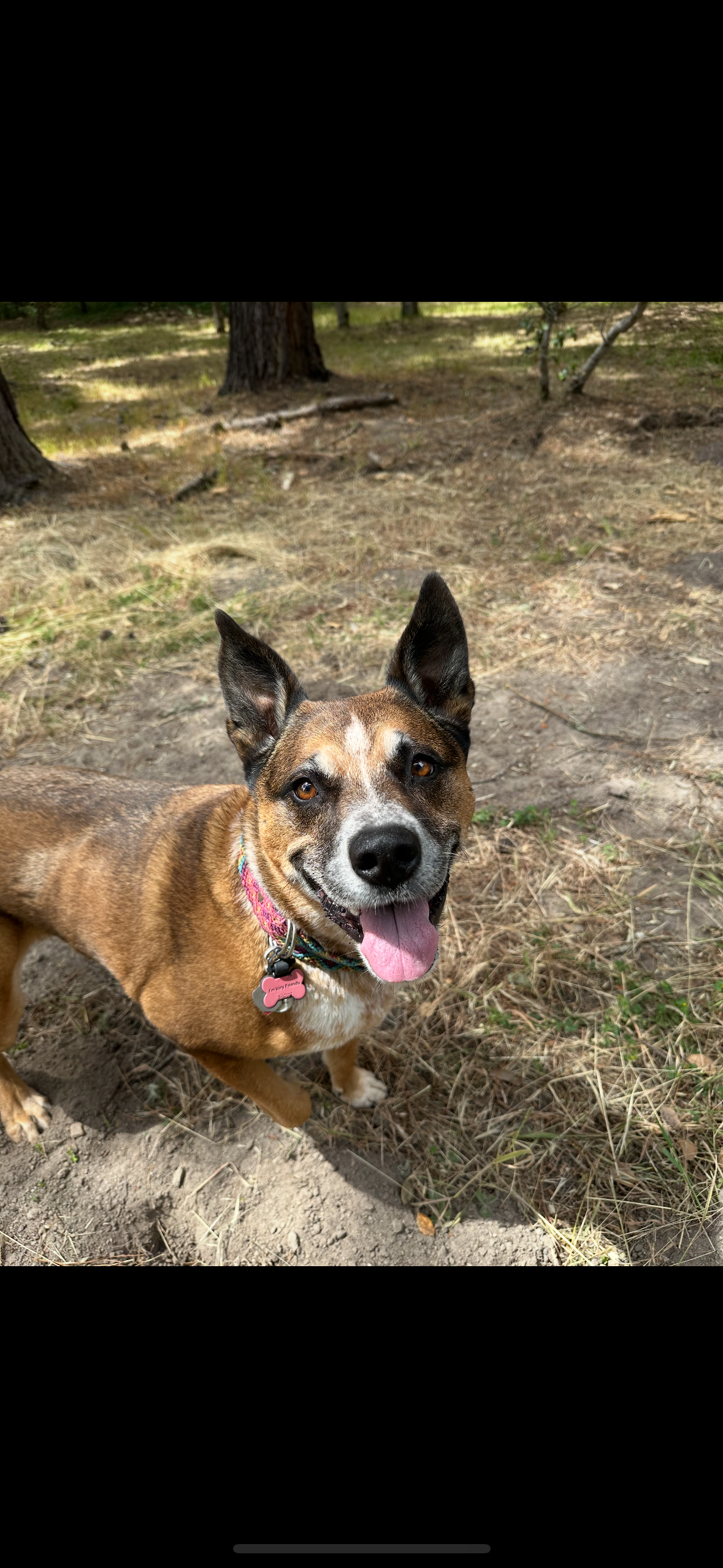 Peninsula Pack Dog Care's image