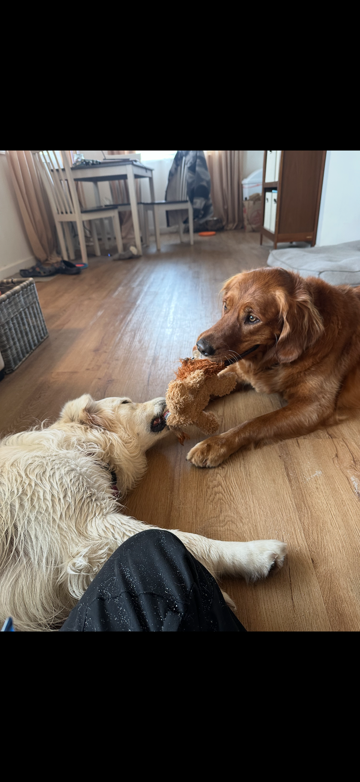 Peninsula Pack Dog Care's image