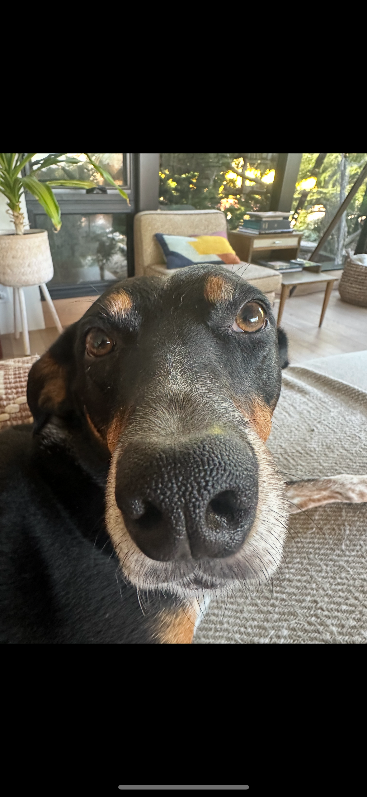 Peninsula Pack Dog Care's image