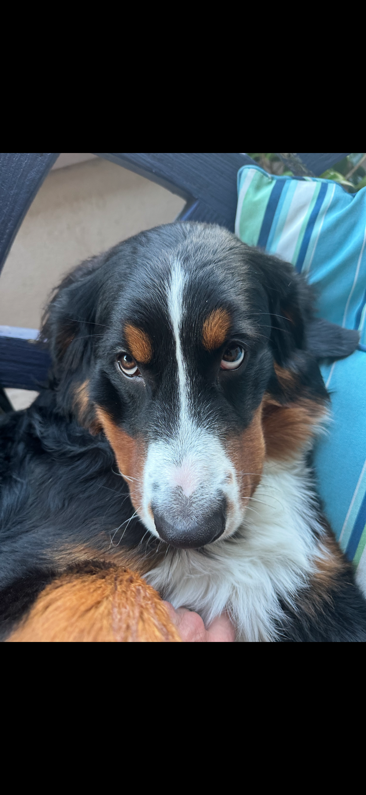Peninsula Pack Dog Care's image