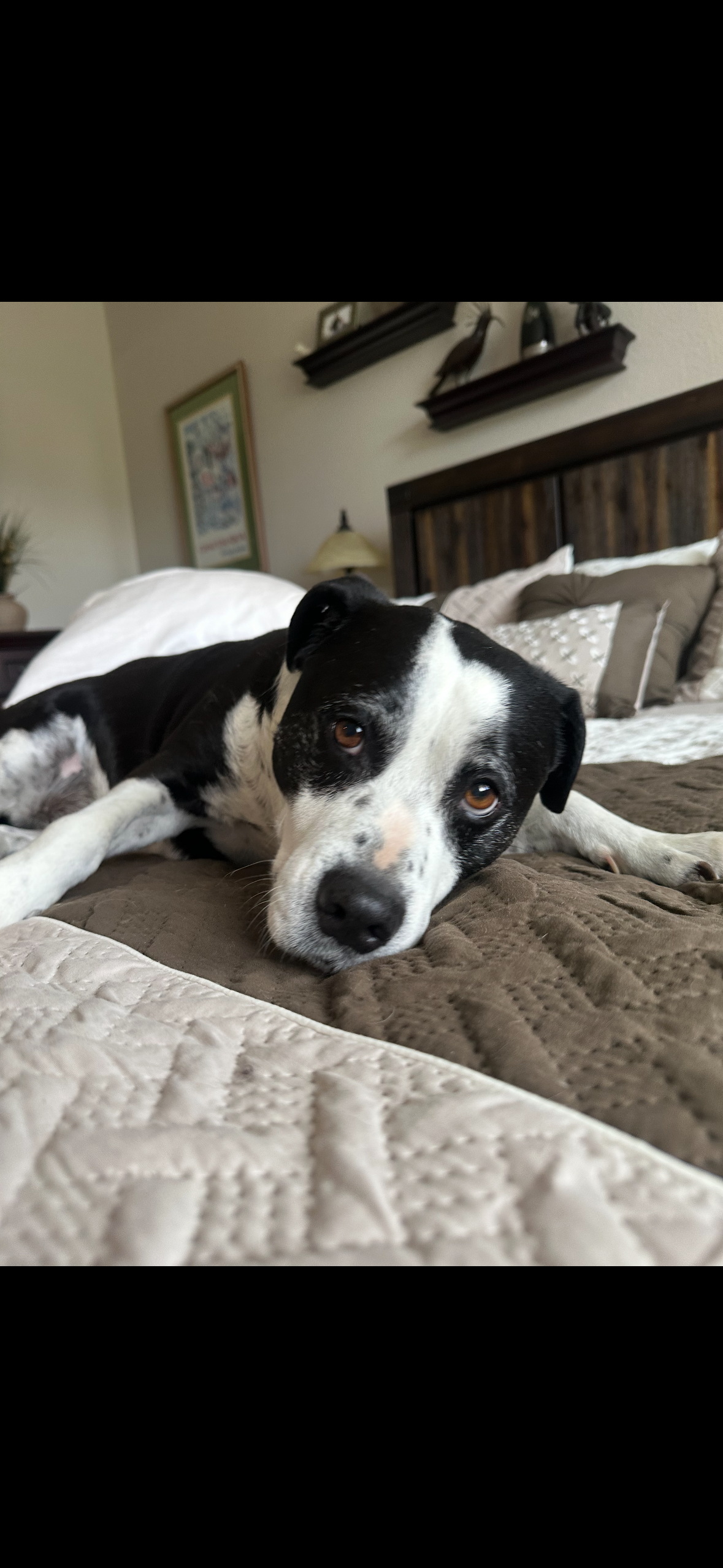 Peninsula Pack Dog Care's image