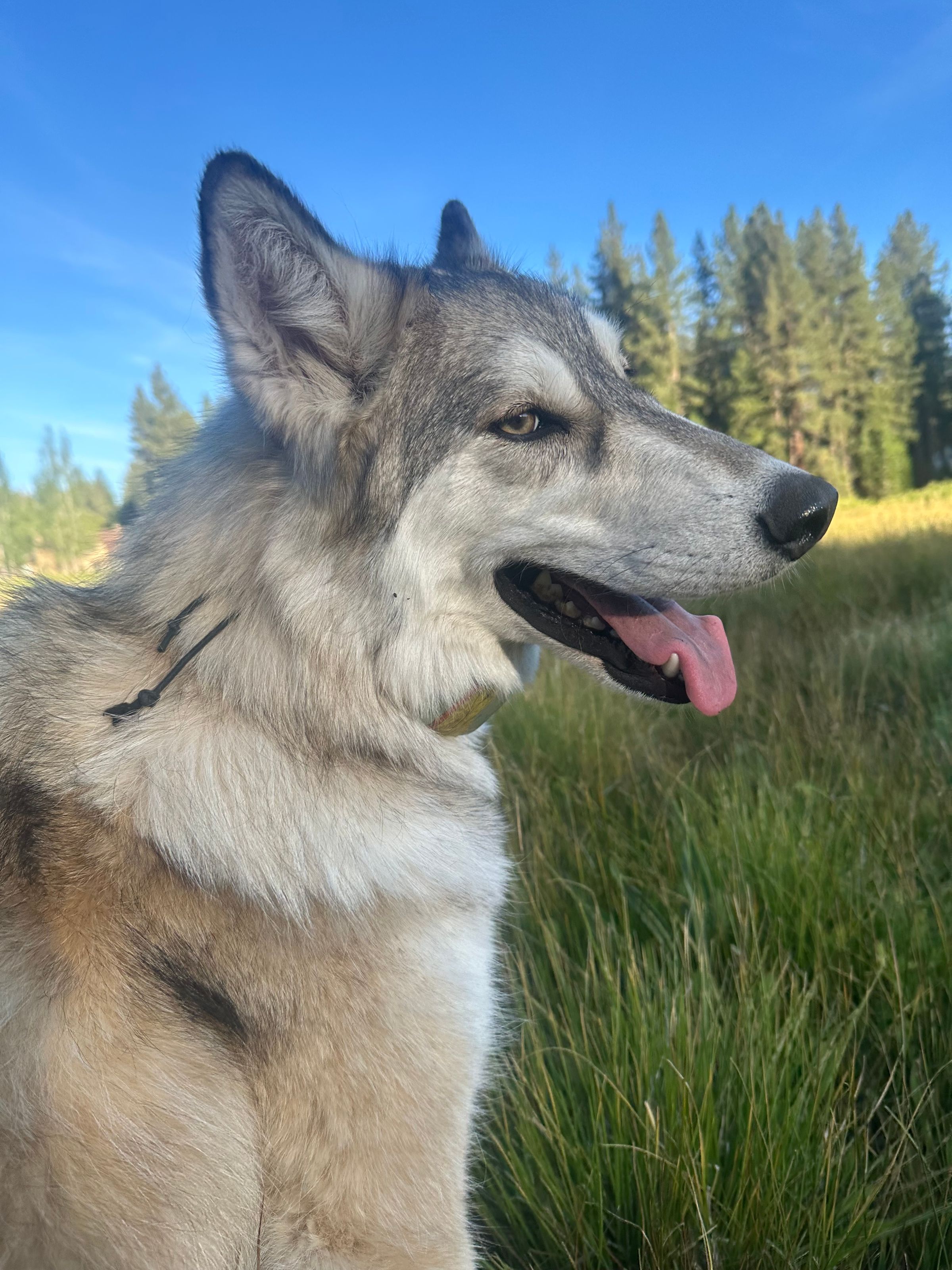Peninsula Pack Dog Care's image