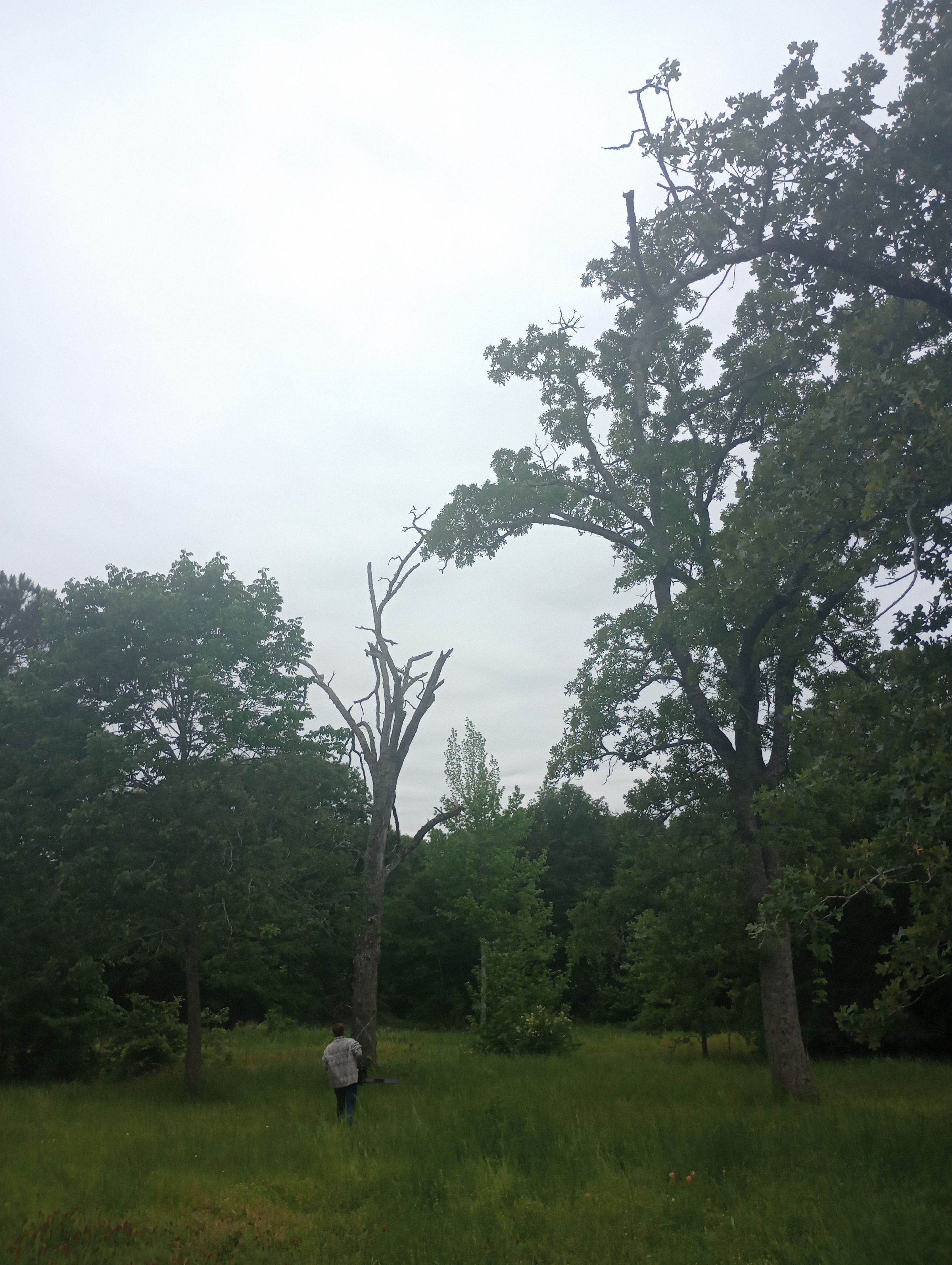 Post Roofing and Tree Services 's image