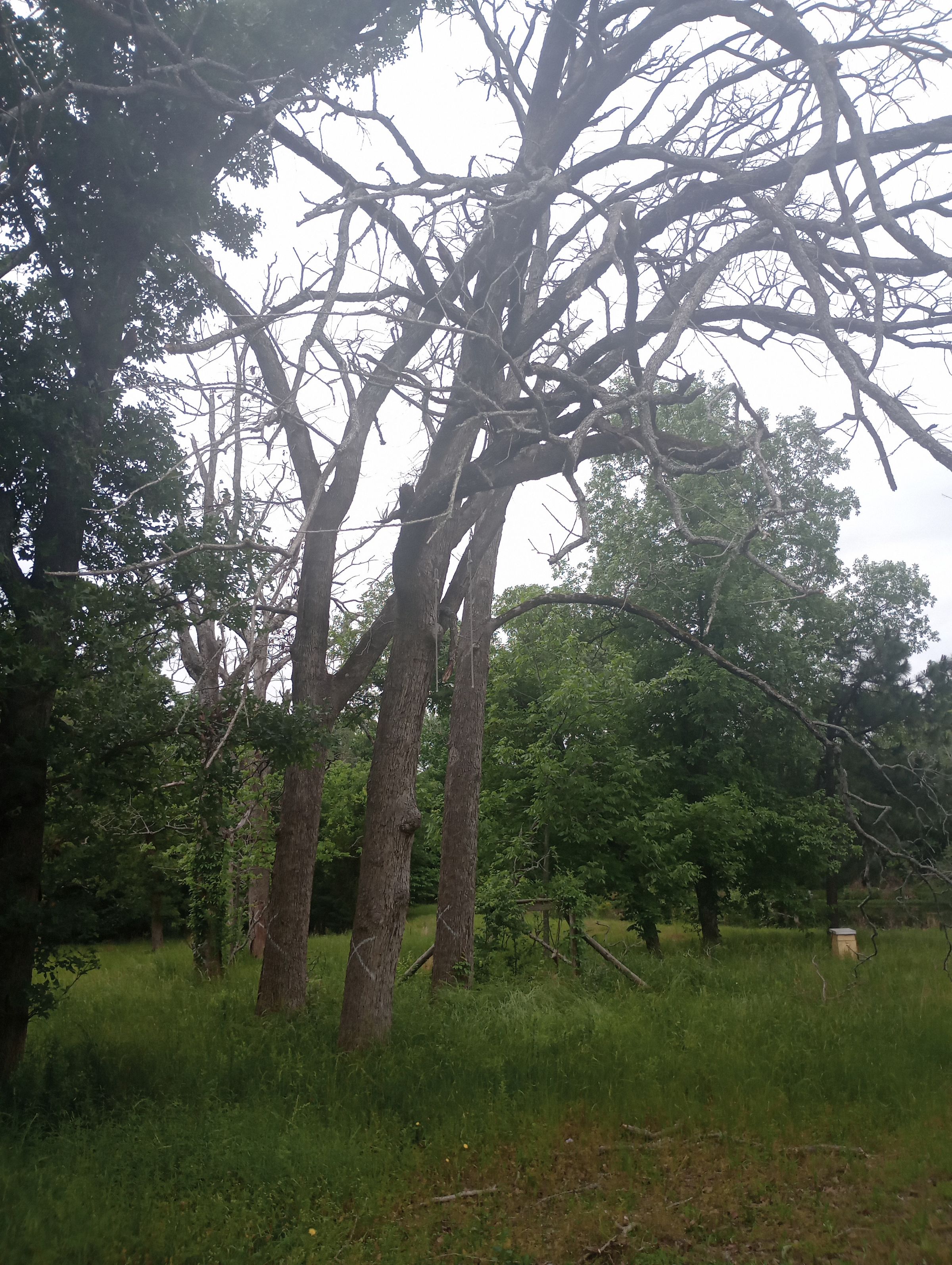 Post Roofing and Tree Services 's image