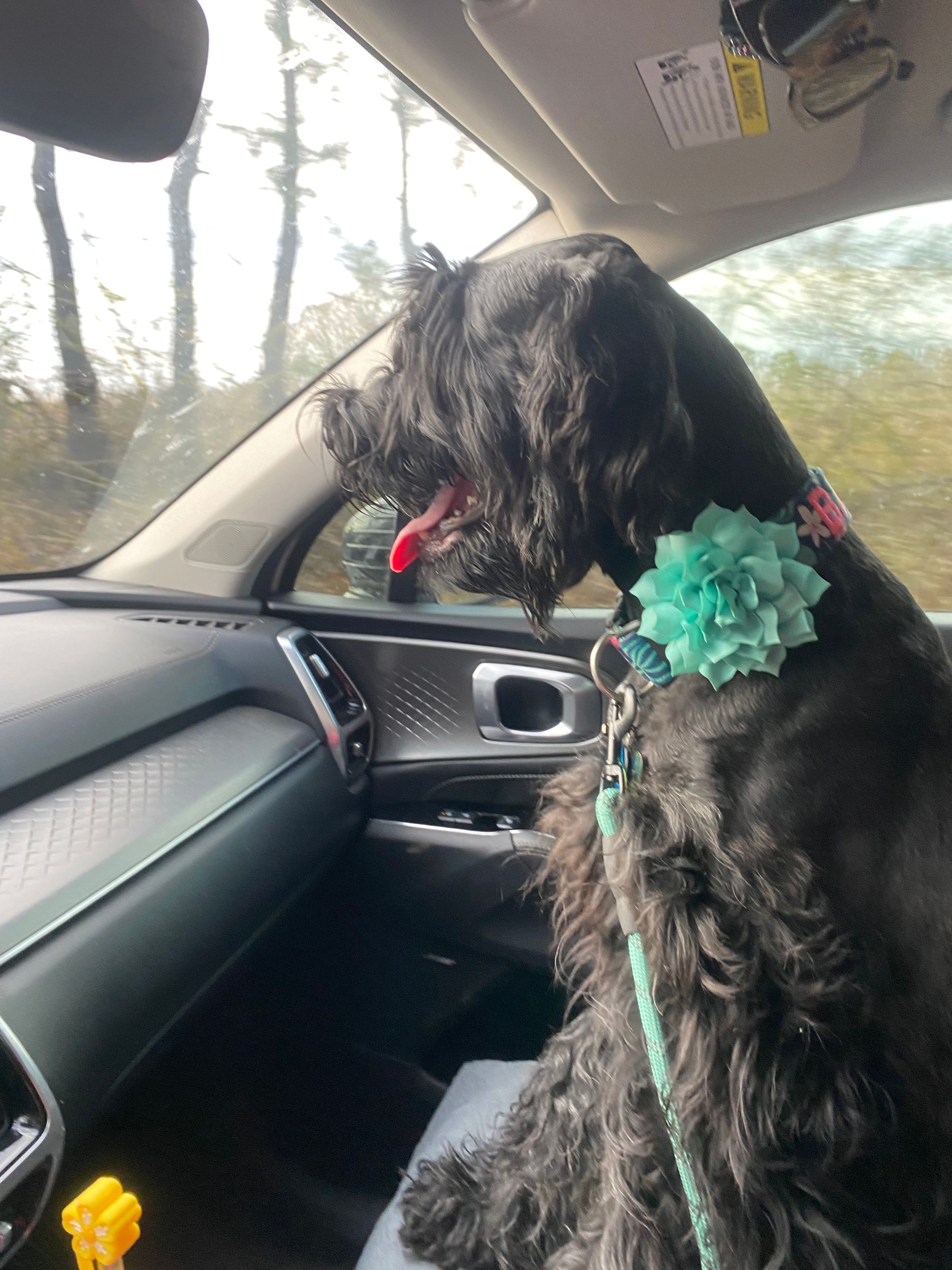 Squirrel Creek Schnauzer Farm's image