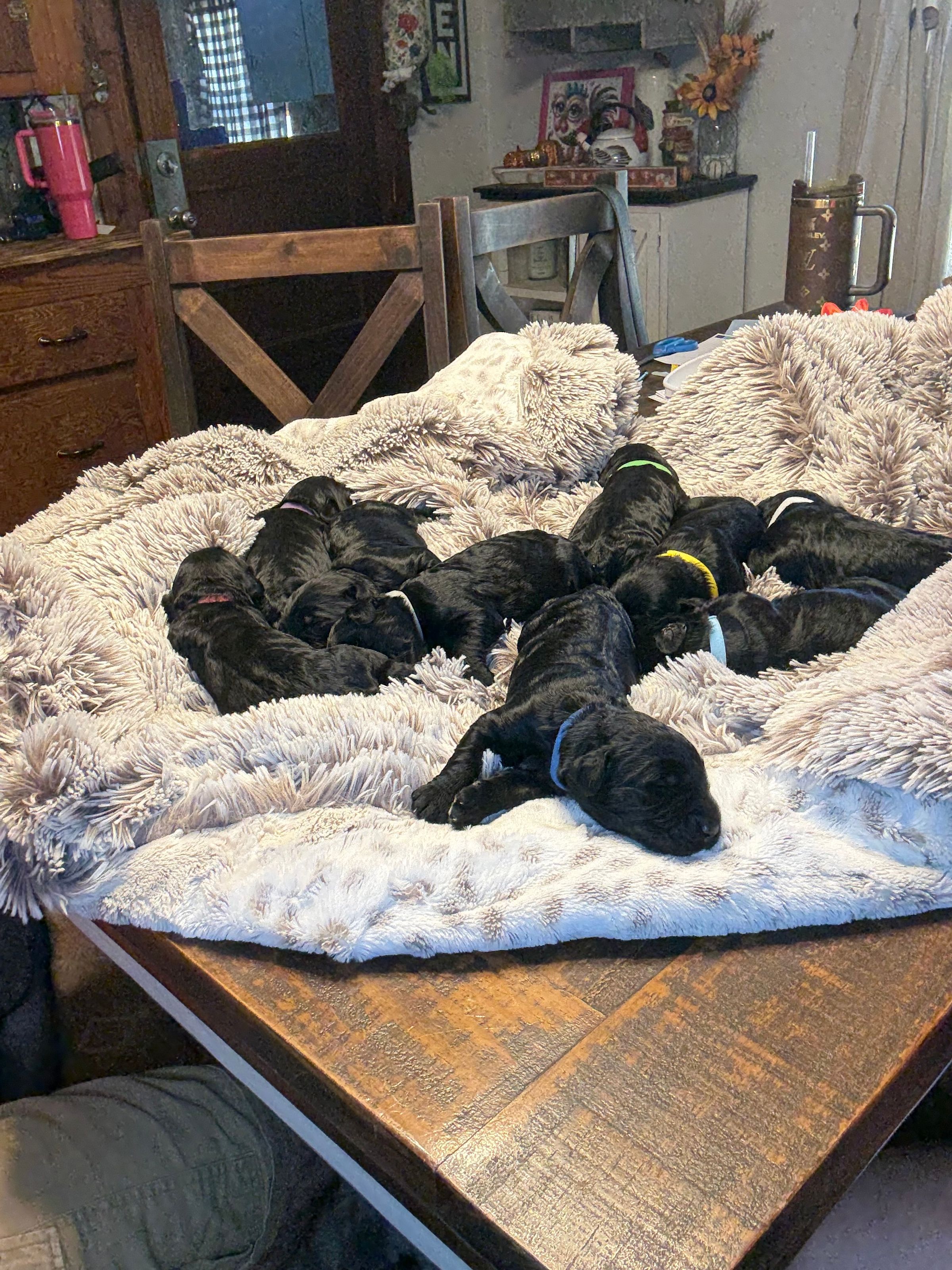 Squirrel Creek Schnauzer Farm's image