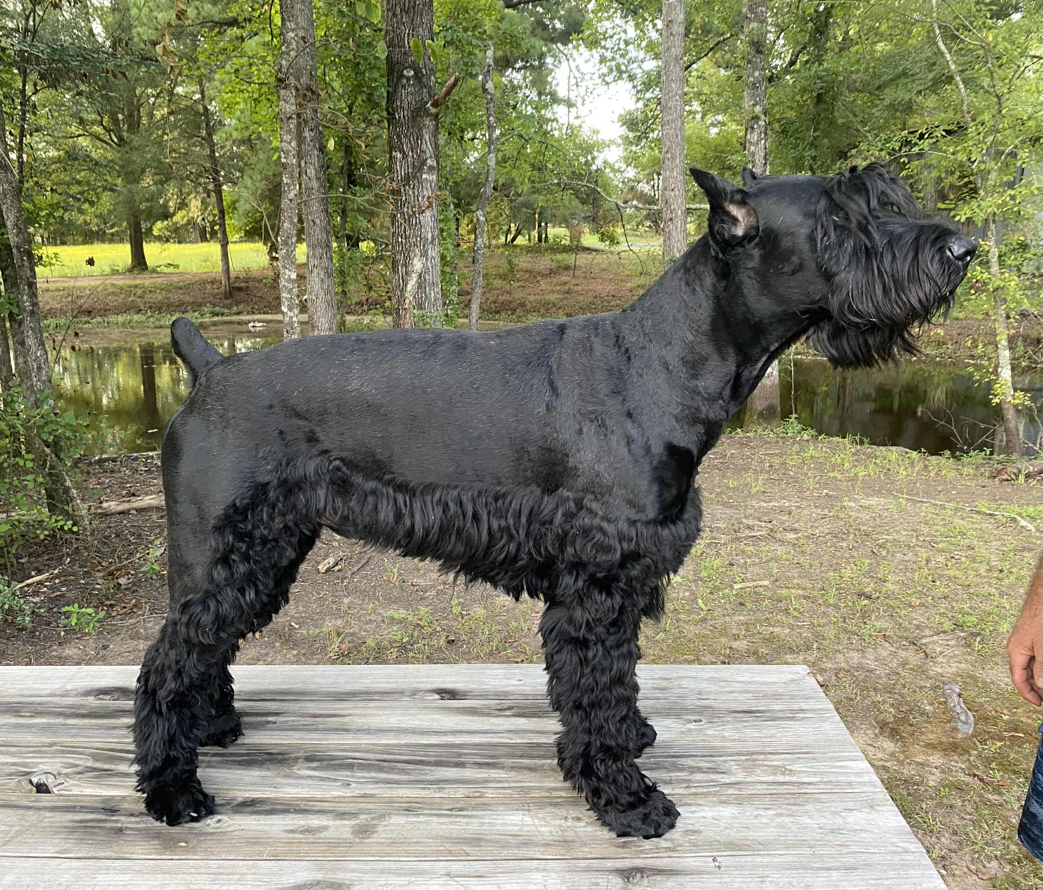Squirrel Creek Schnauzer Farm's image