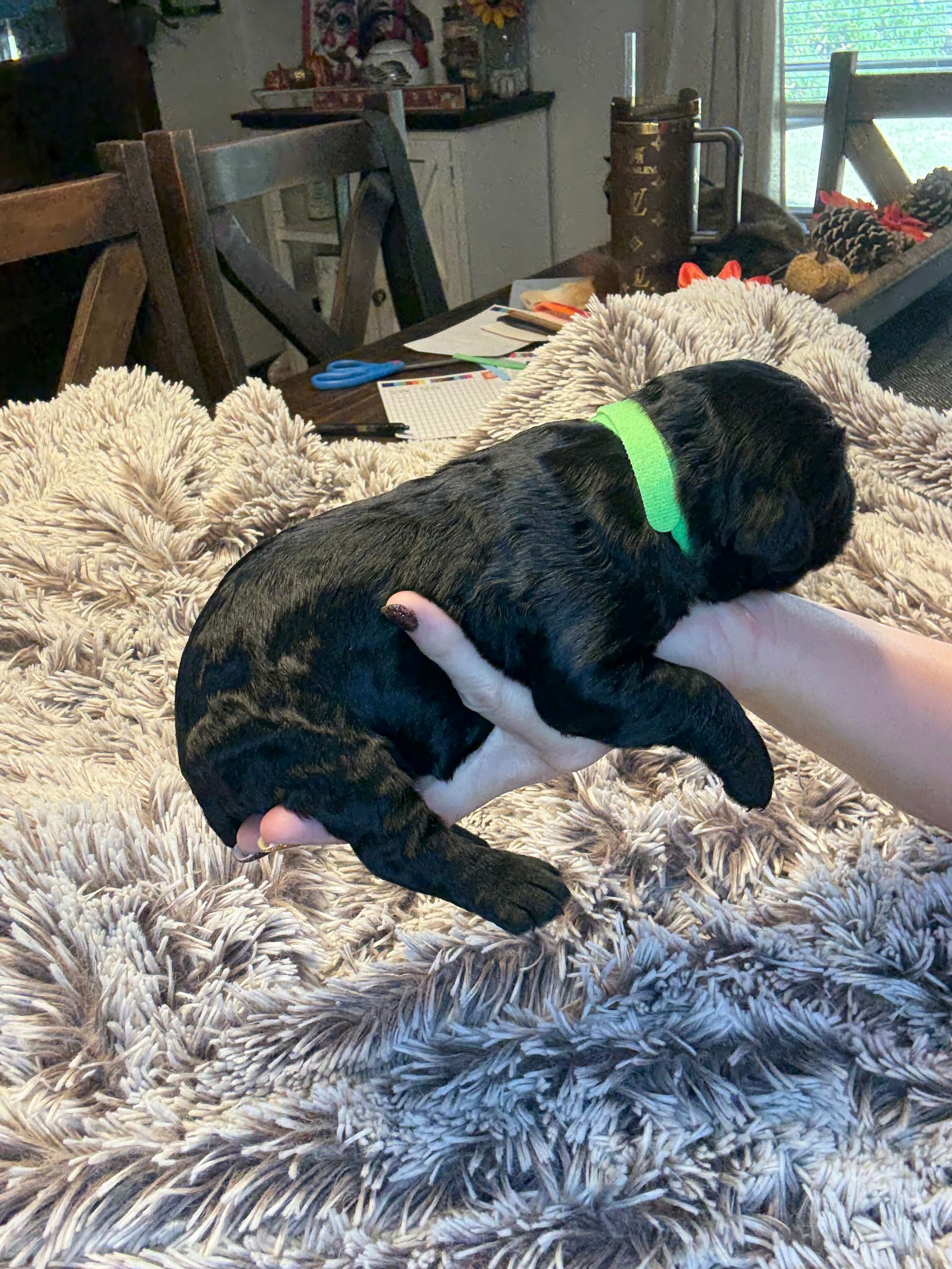 Squirrel Creek Schnauzer Farm's image