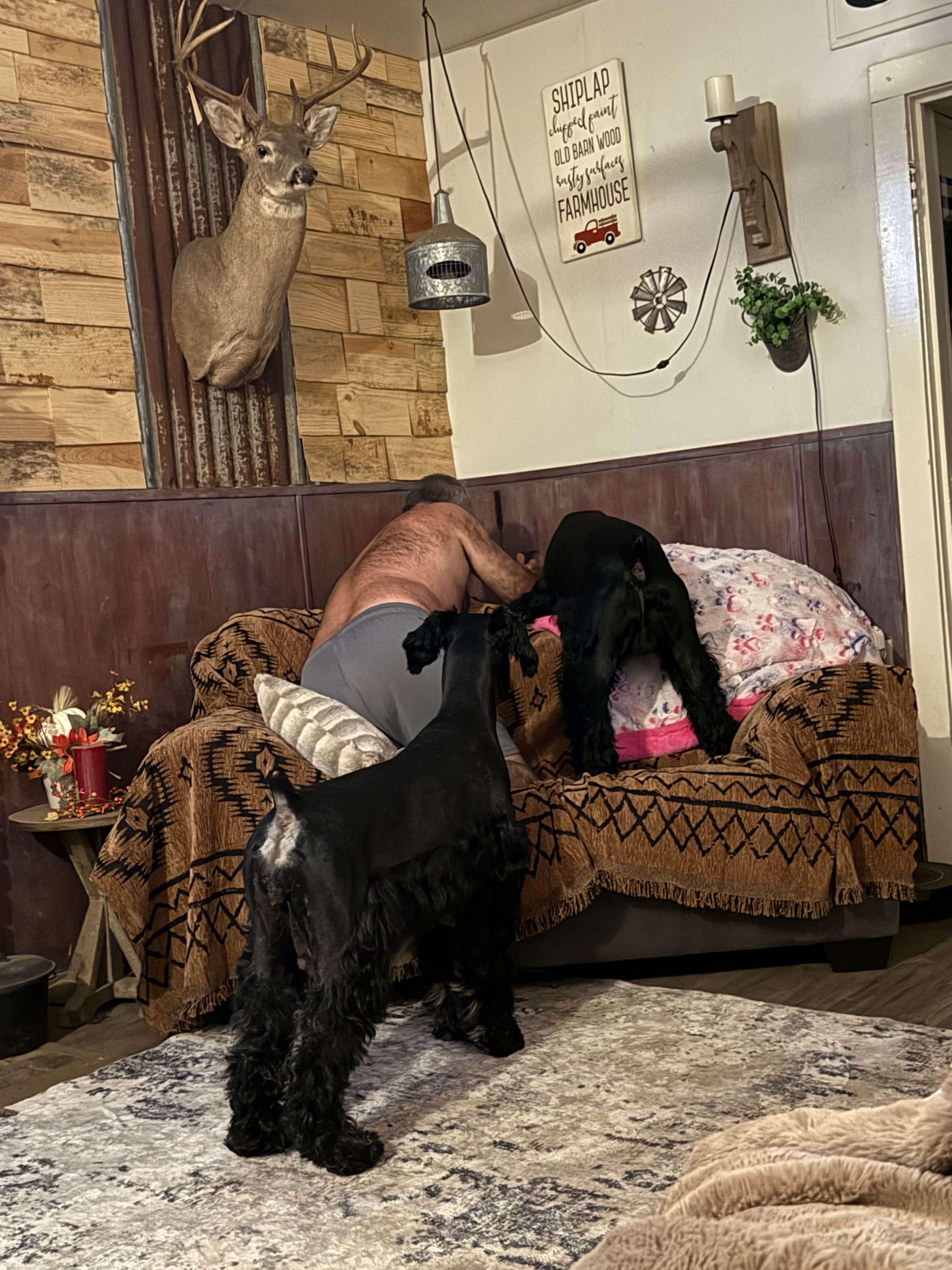 Squirrel Creek Schnauzer Farm's image