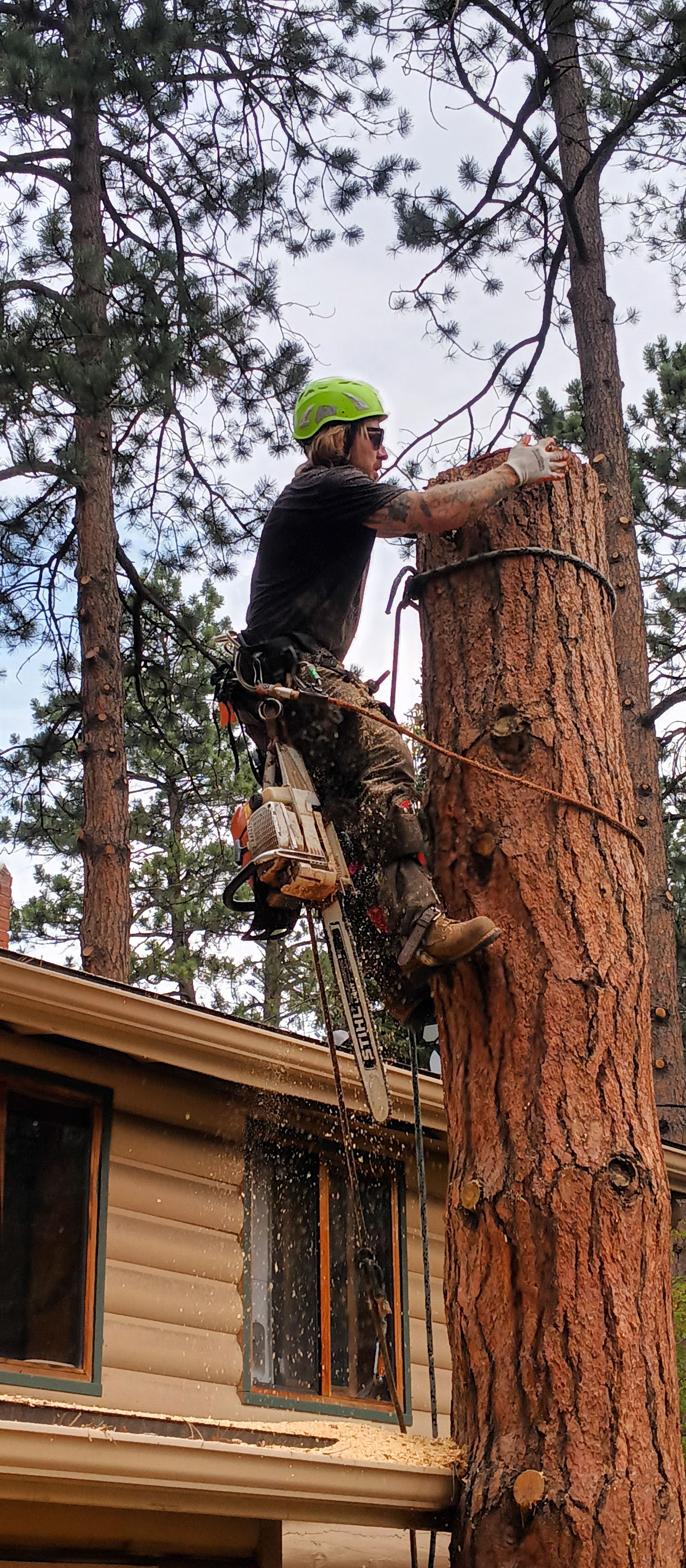 Sawed-Off Tree Service's image