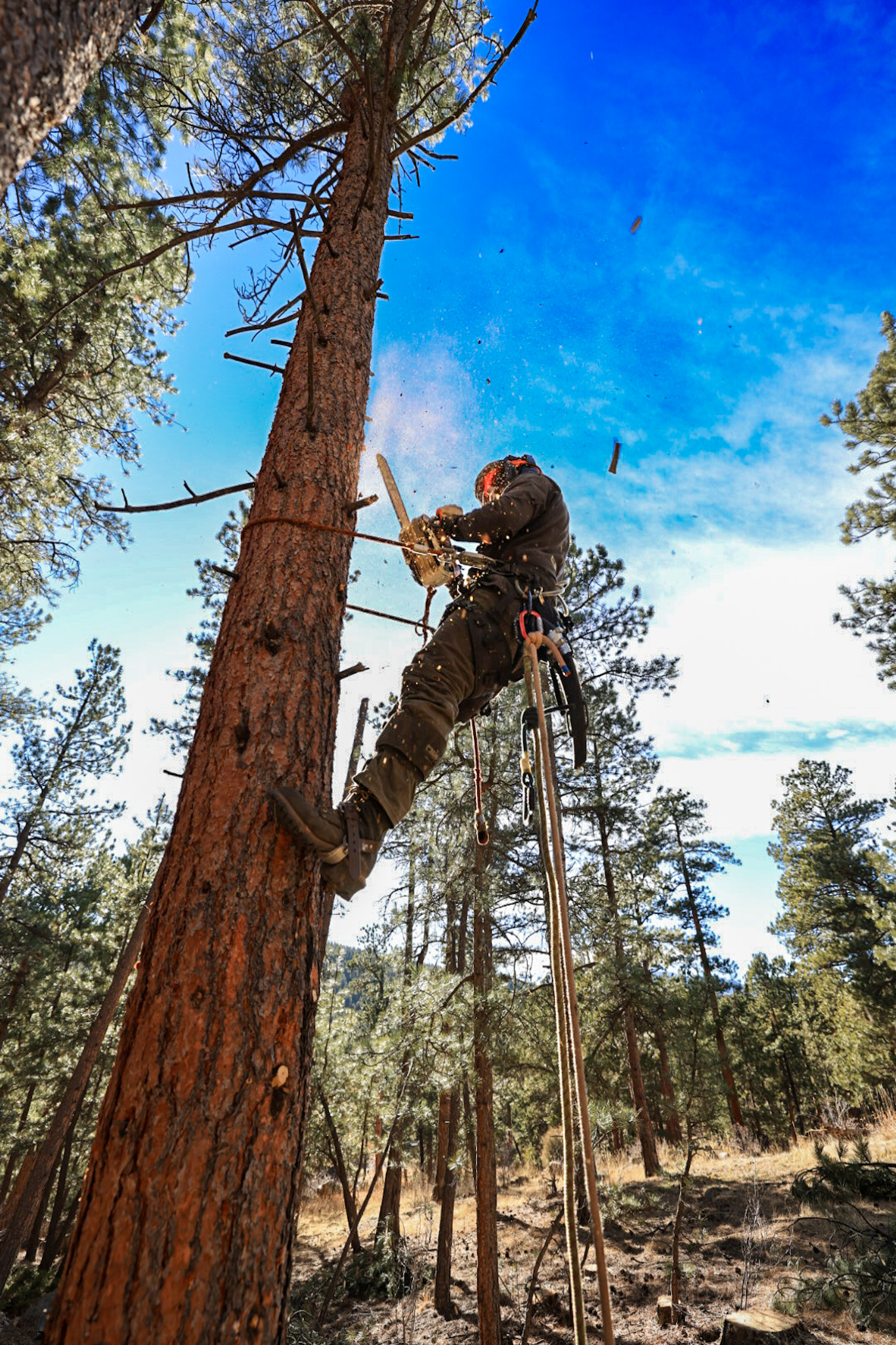 Sawed-Off Tree Service's image