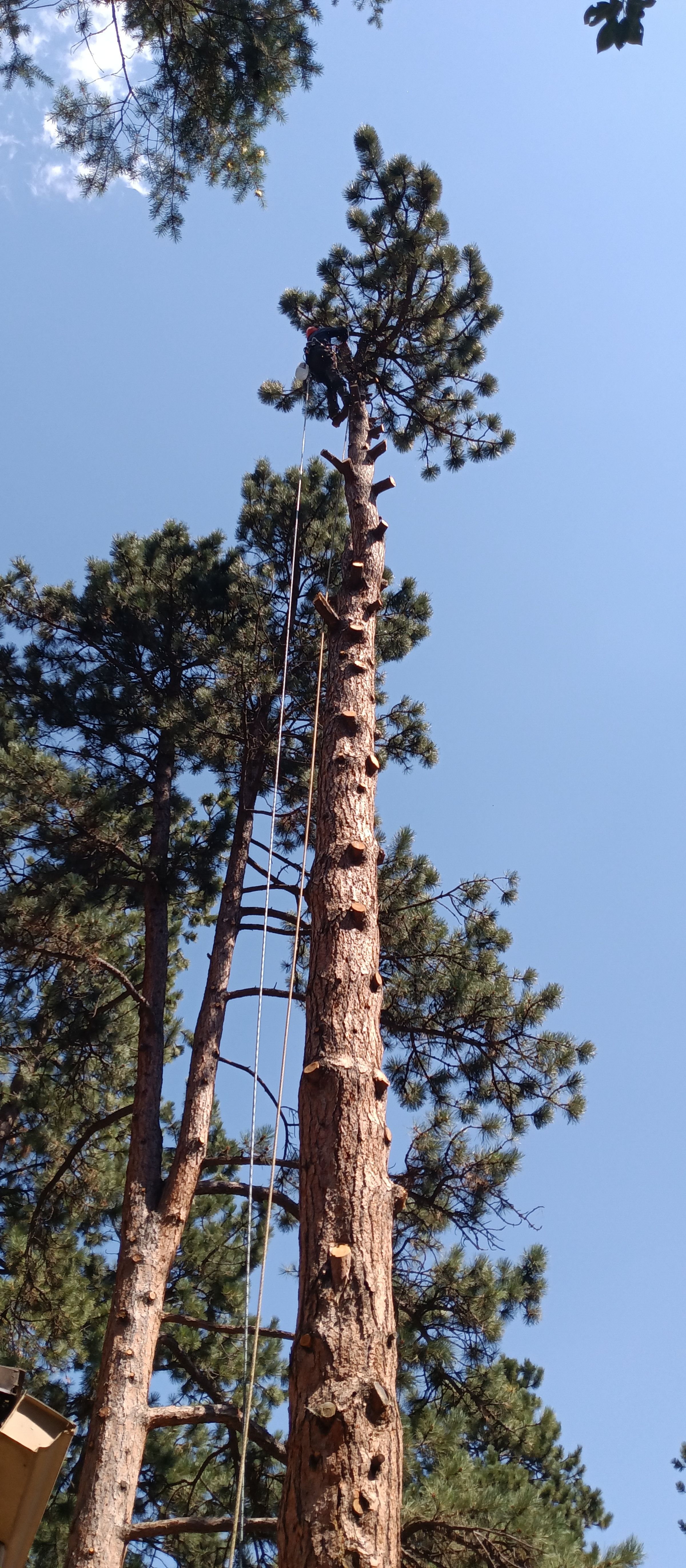 Sawed-Off Tree Service's image