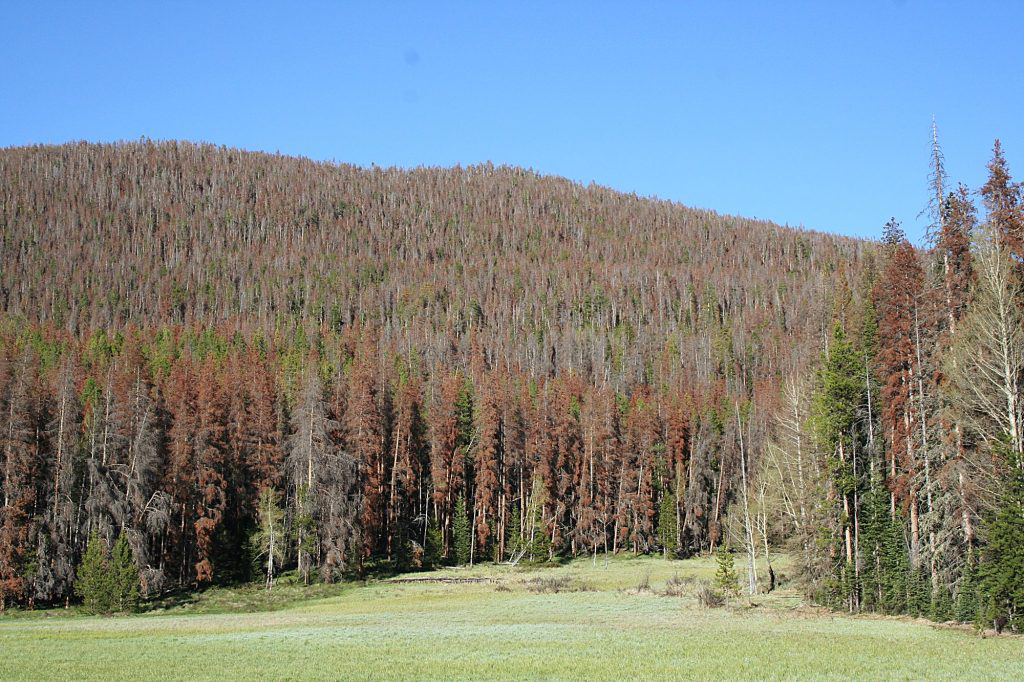 Sawed-Off Tree Service's image