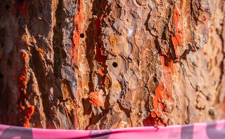 Sawed-Off Tree Service's image