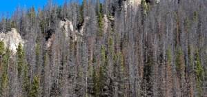 Sawed-Off Tree Service's image